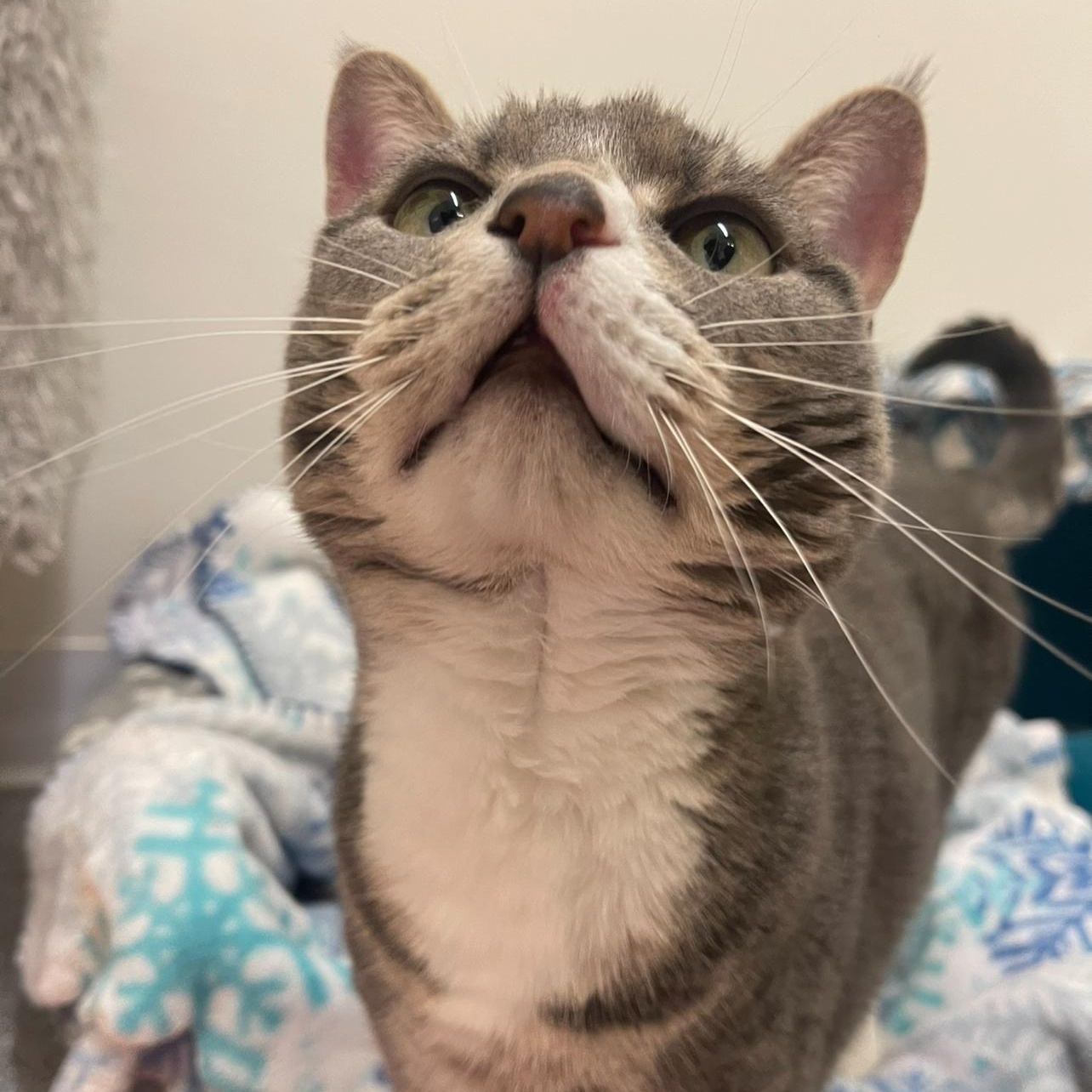 Enlarge Phoebe, a Adoptable Domestic Short Hair in Indiana, PA image 1/3