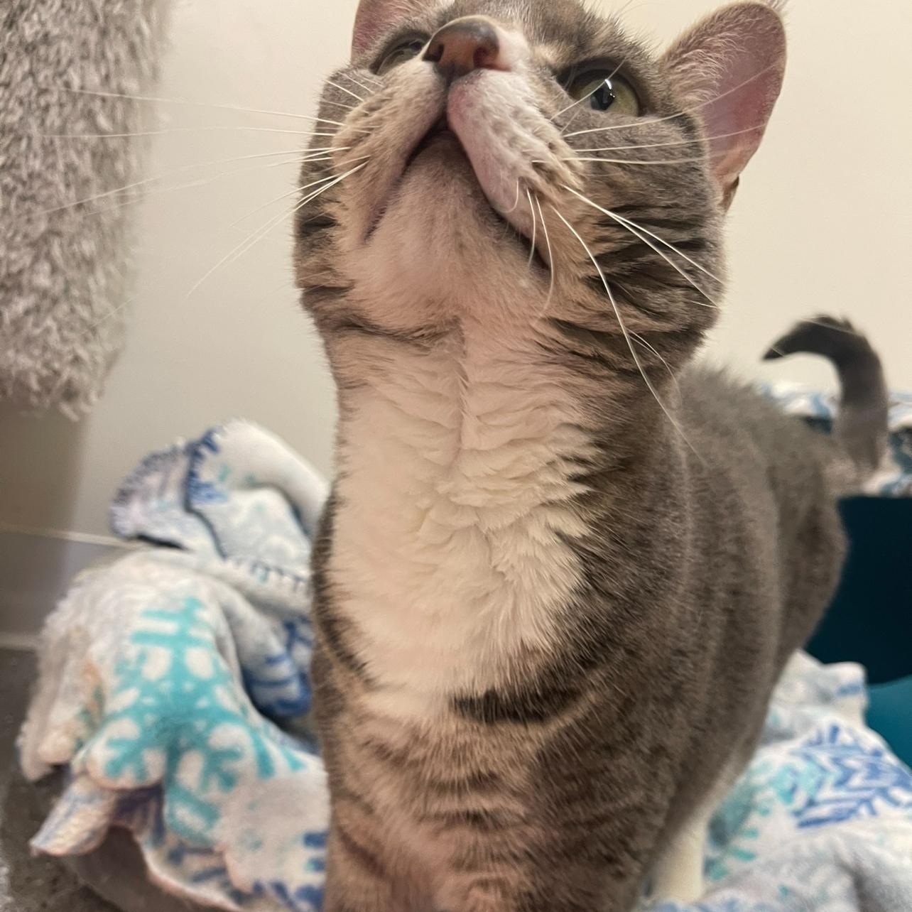 Enlarge Phoebe, a Adoptable Domestic Short Hair in Indiana, PA image 3/3