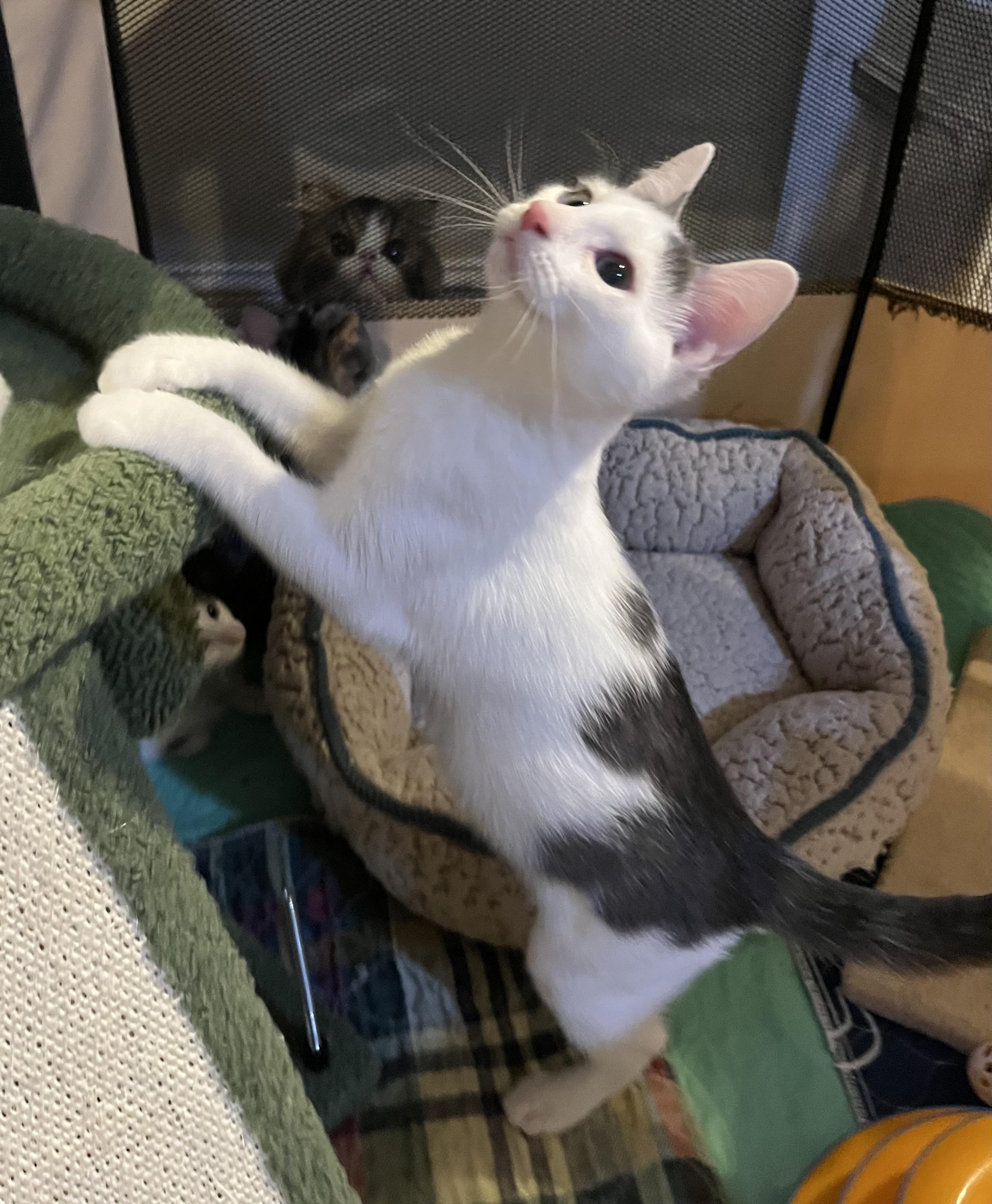 Catarina, Adoptable, Young Female Domestic Short Hair.