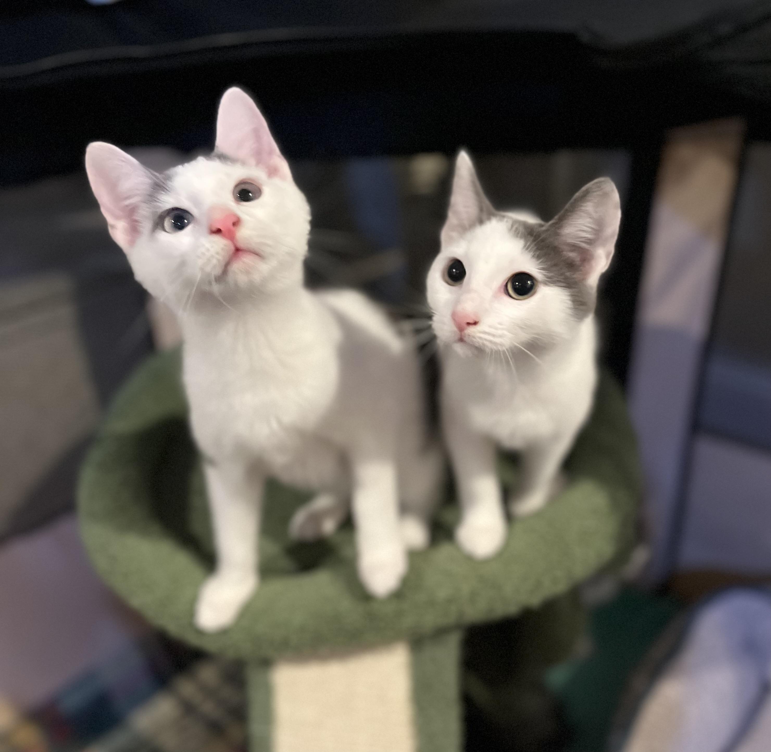 Catarina, a Adoptable Domestic Short Hair in Allentown, NJ image 4/4