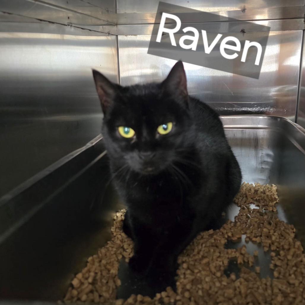 Raven the Huntress, Adoptable, Adult Female Domestic Short Hair.