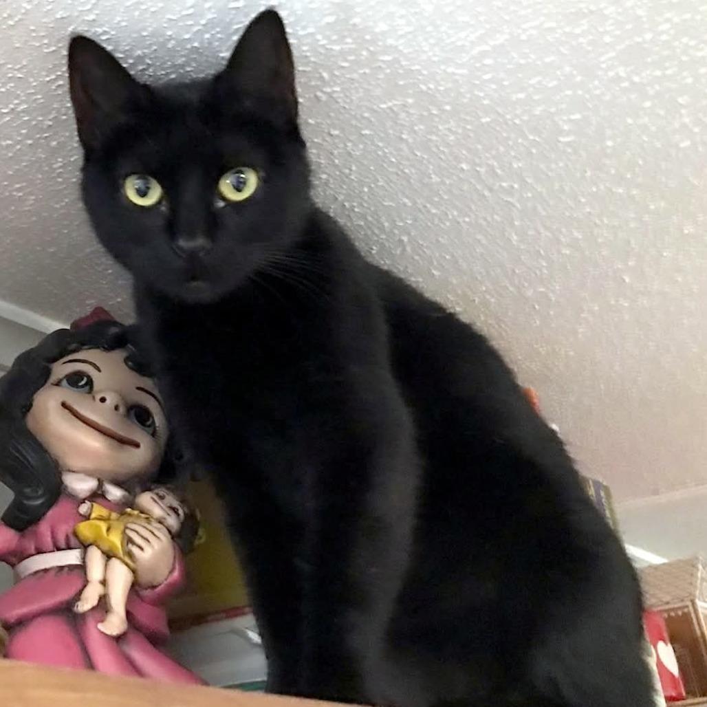 Enlarge Raven the Huntress, a Adoptable Domestic Short Hair in Livingston, TX image 1/1