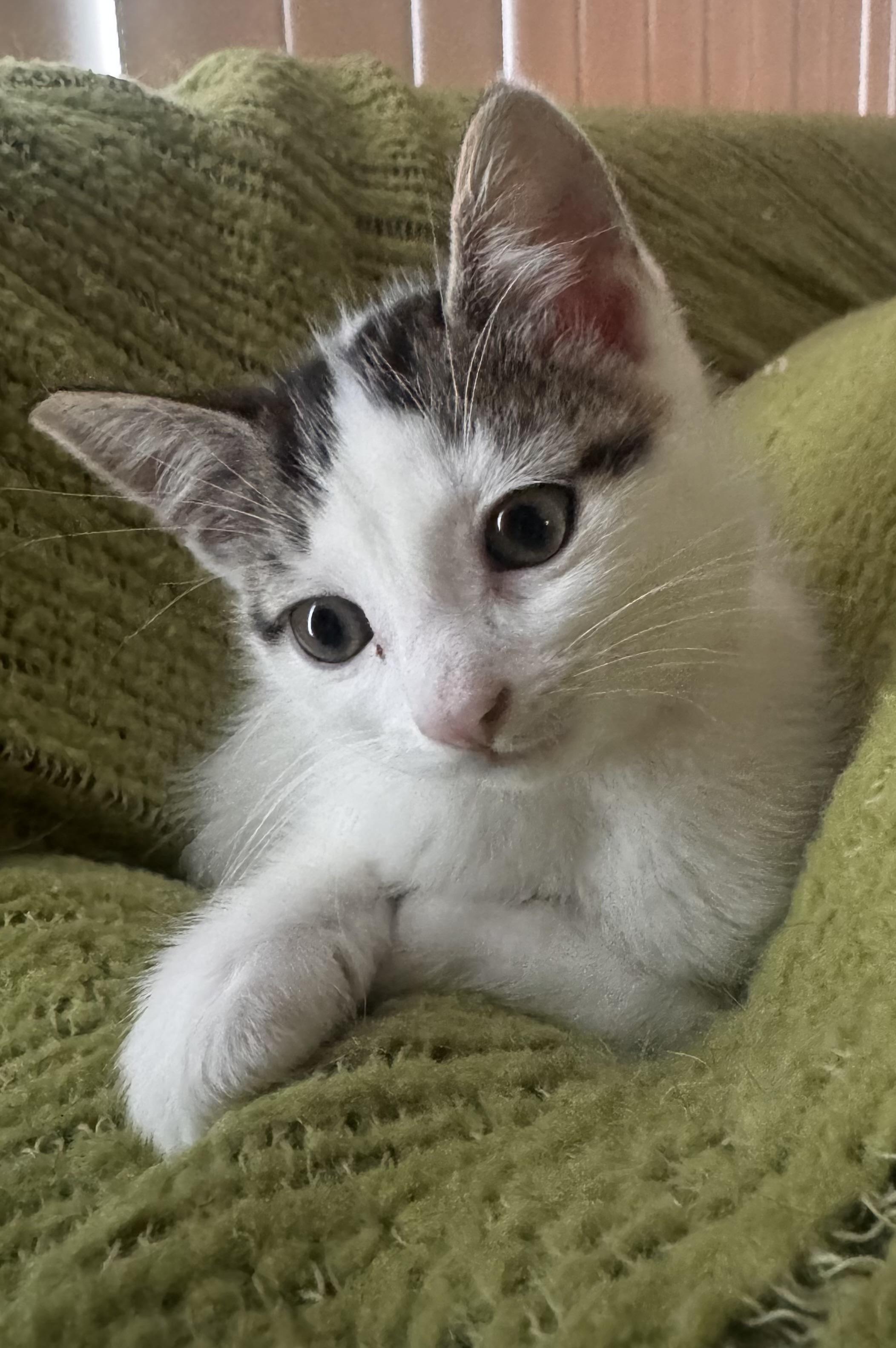 Maleficent, a Adoptable Domestic Medium Hair in Ontario, NY image 3/5