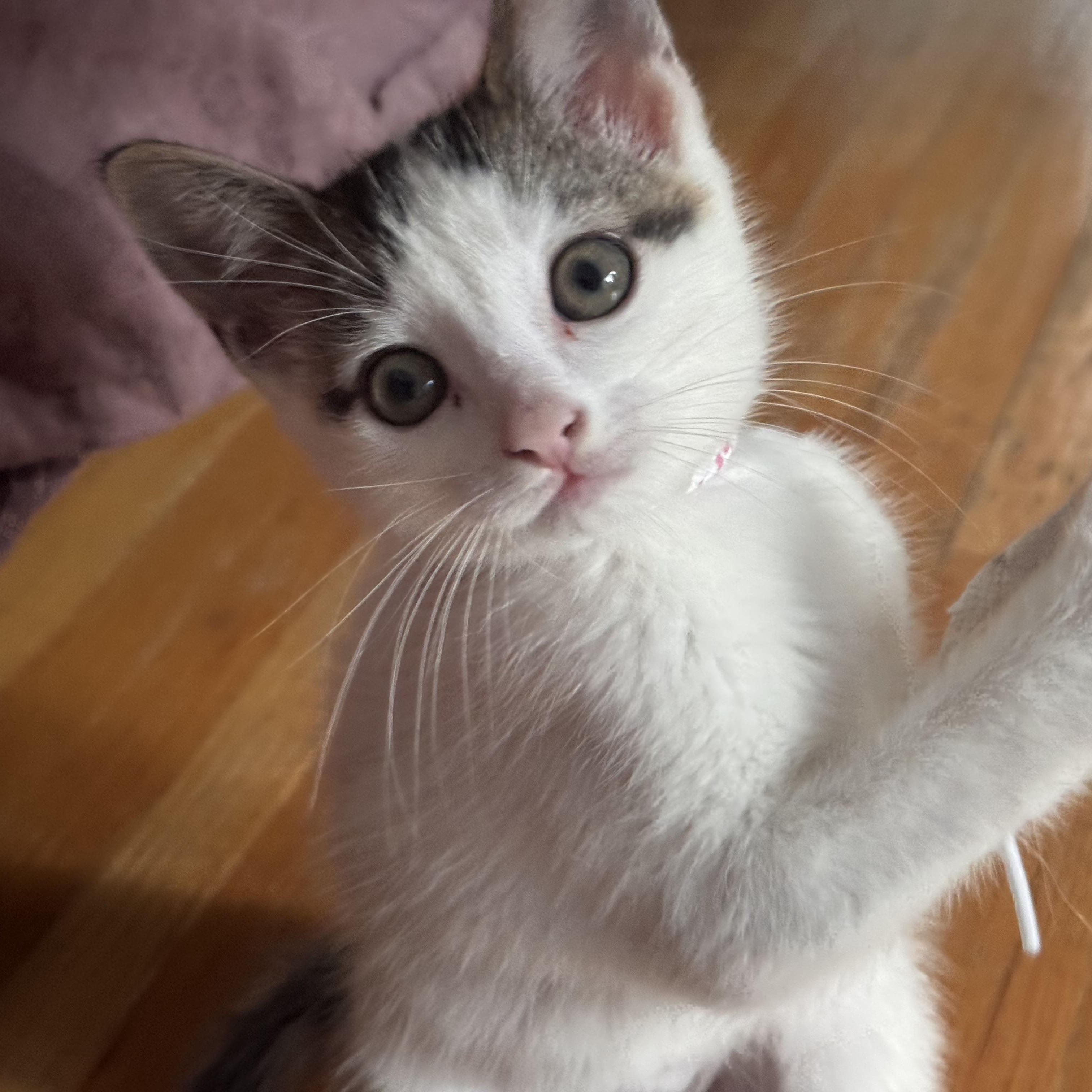 Maleficent, Adoptable, Kitten Female Domestic Medium Hair.
