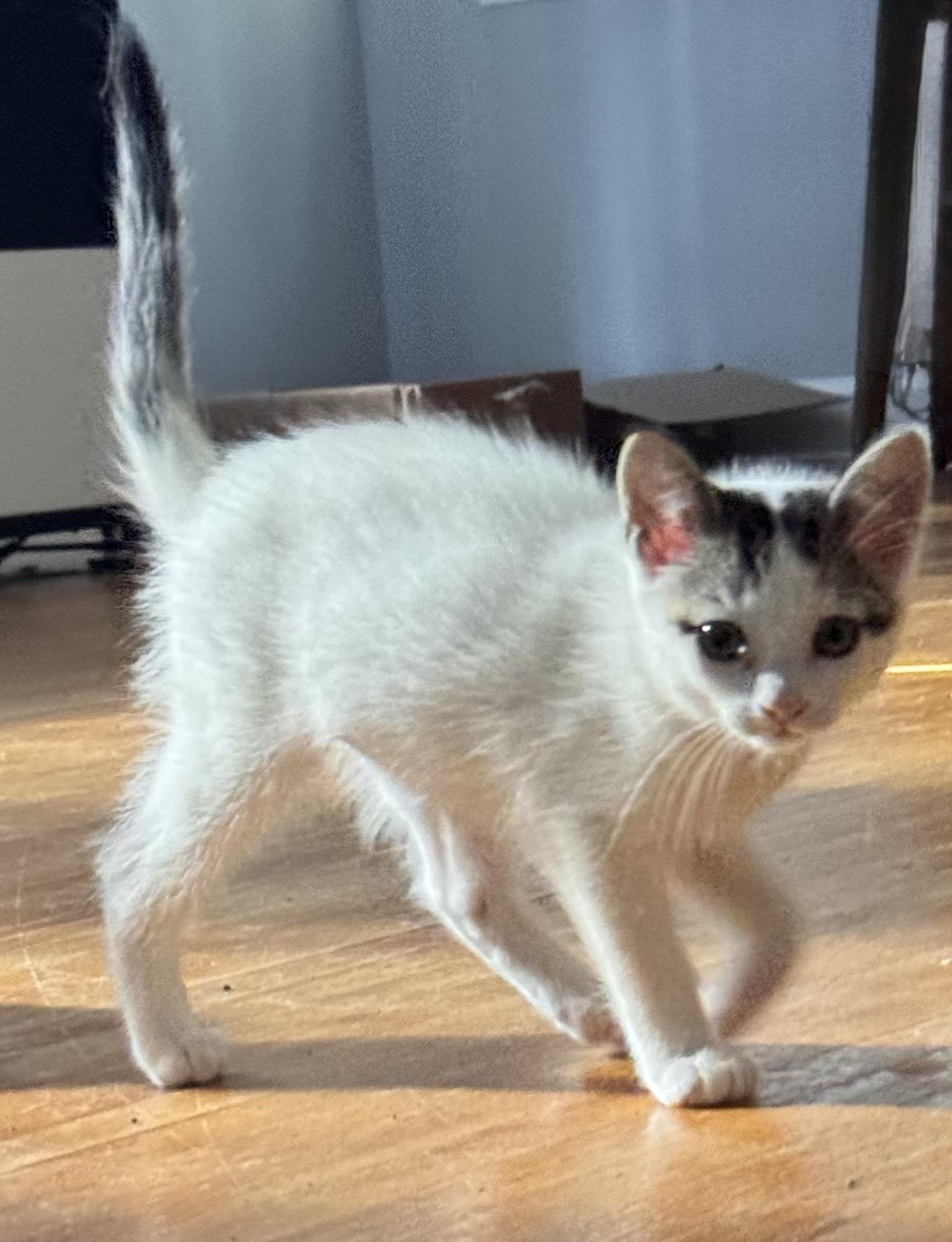 Maleficent, a Adoptable Domestic Medium Hair in Ontario, NY image 2/5
