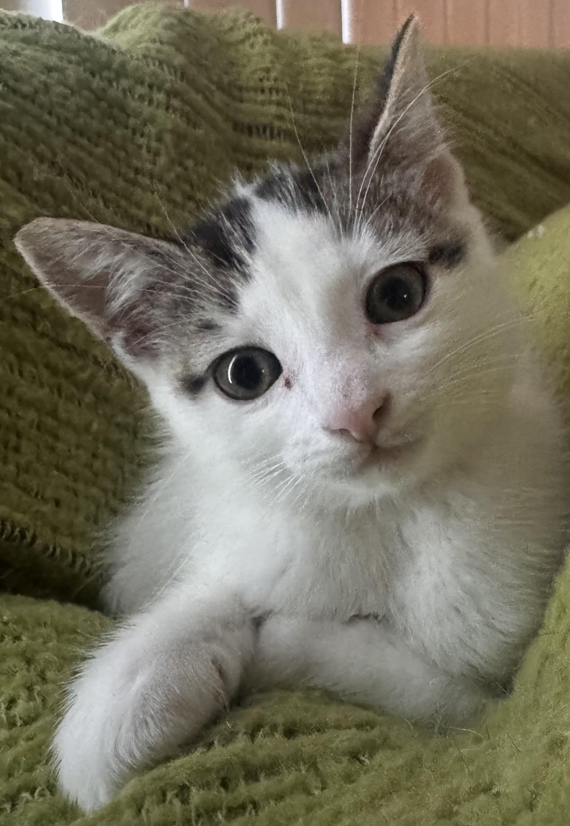 Maleficent, a Adoptable Domestic Medium Hair in Ontario, NY image 5/5