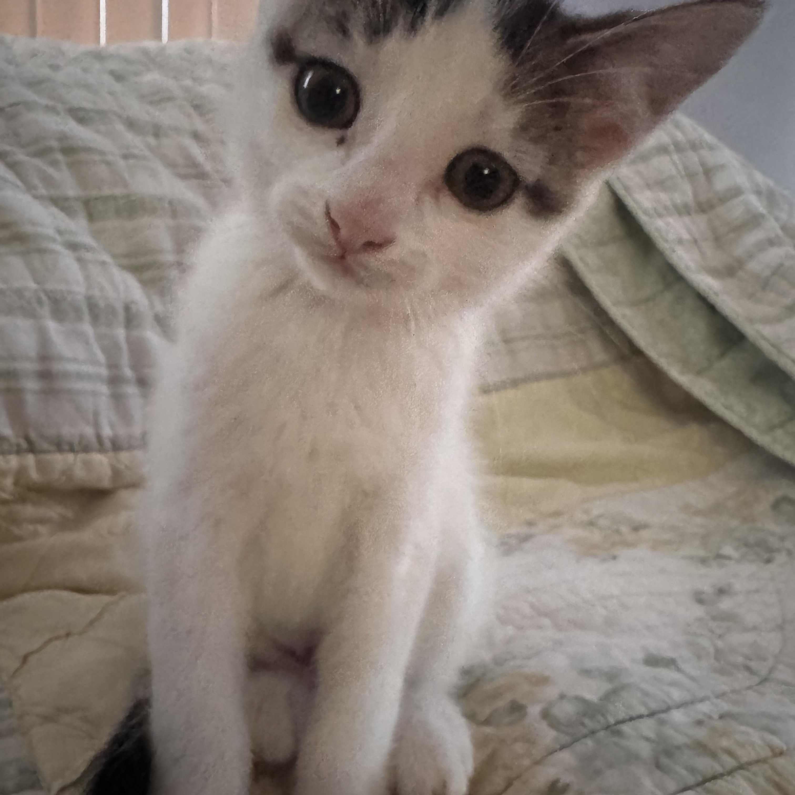 Maleficent, a Adoptable Domestic Medium Hair in Ontario, NY image 4/5