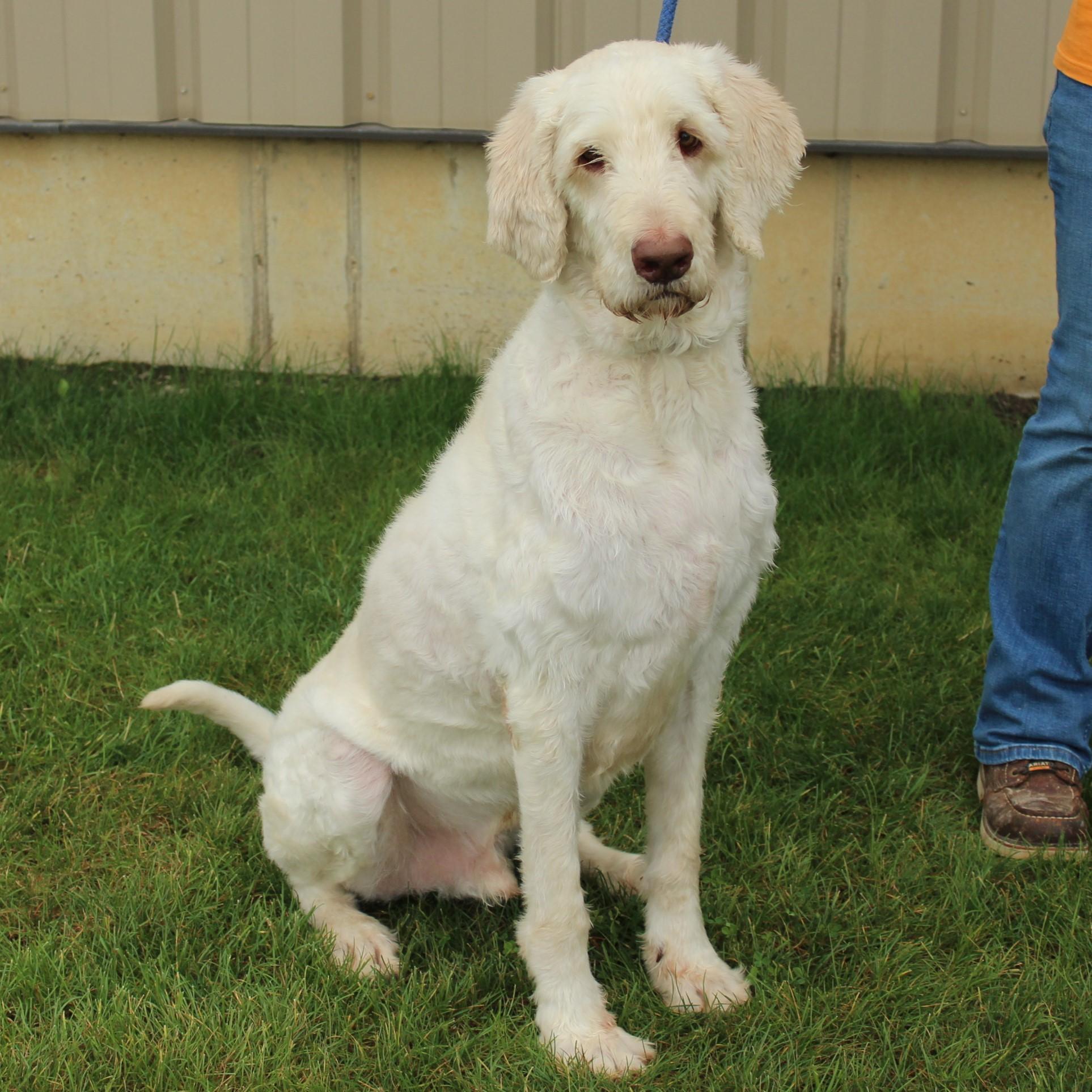 Booker, an adopted mixed breed in Eaton, OH image 3/6