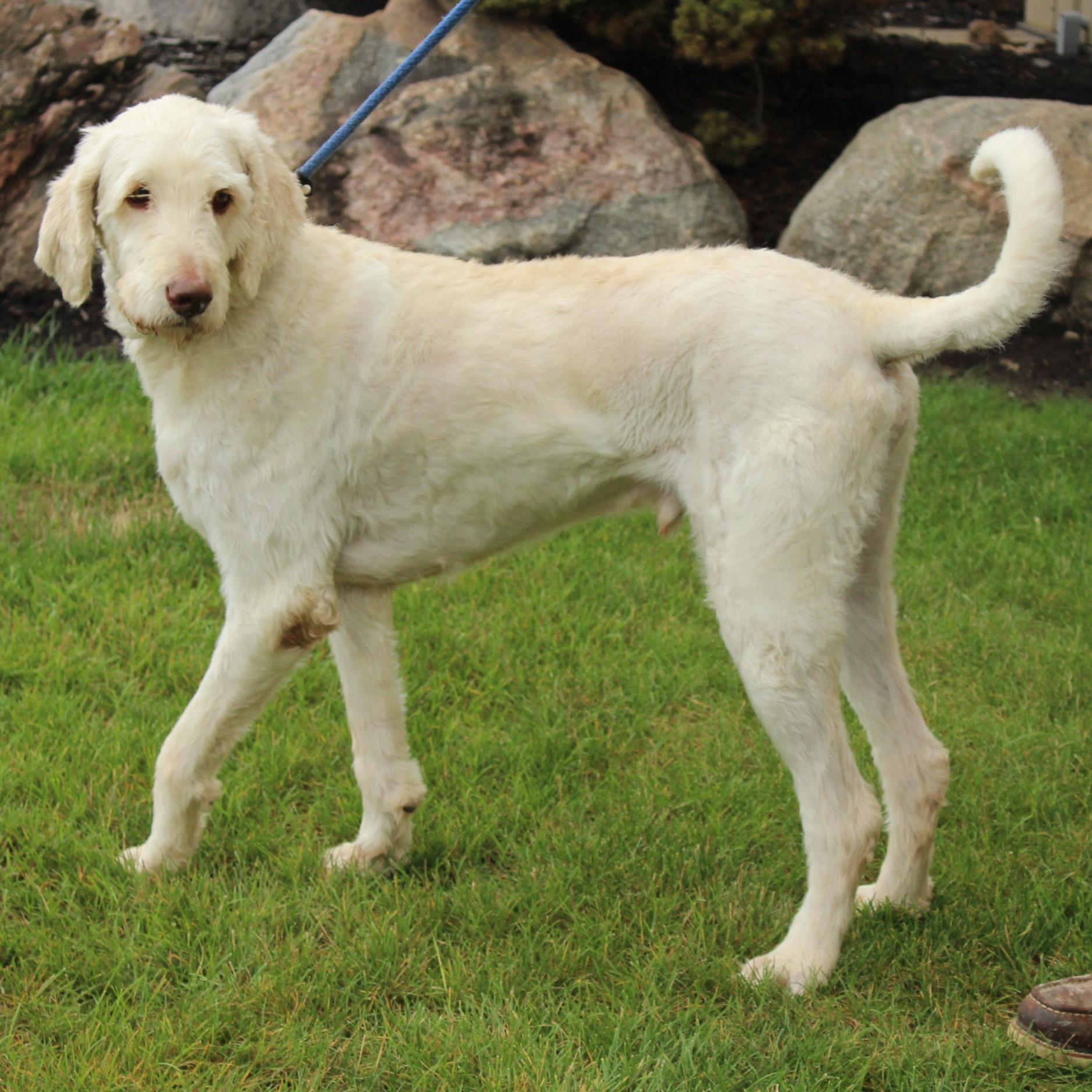 Booker, an adopted mixed breed in Eaton, OH image 4/6