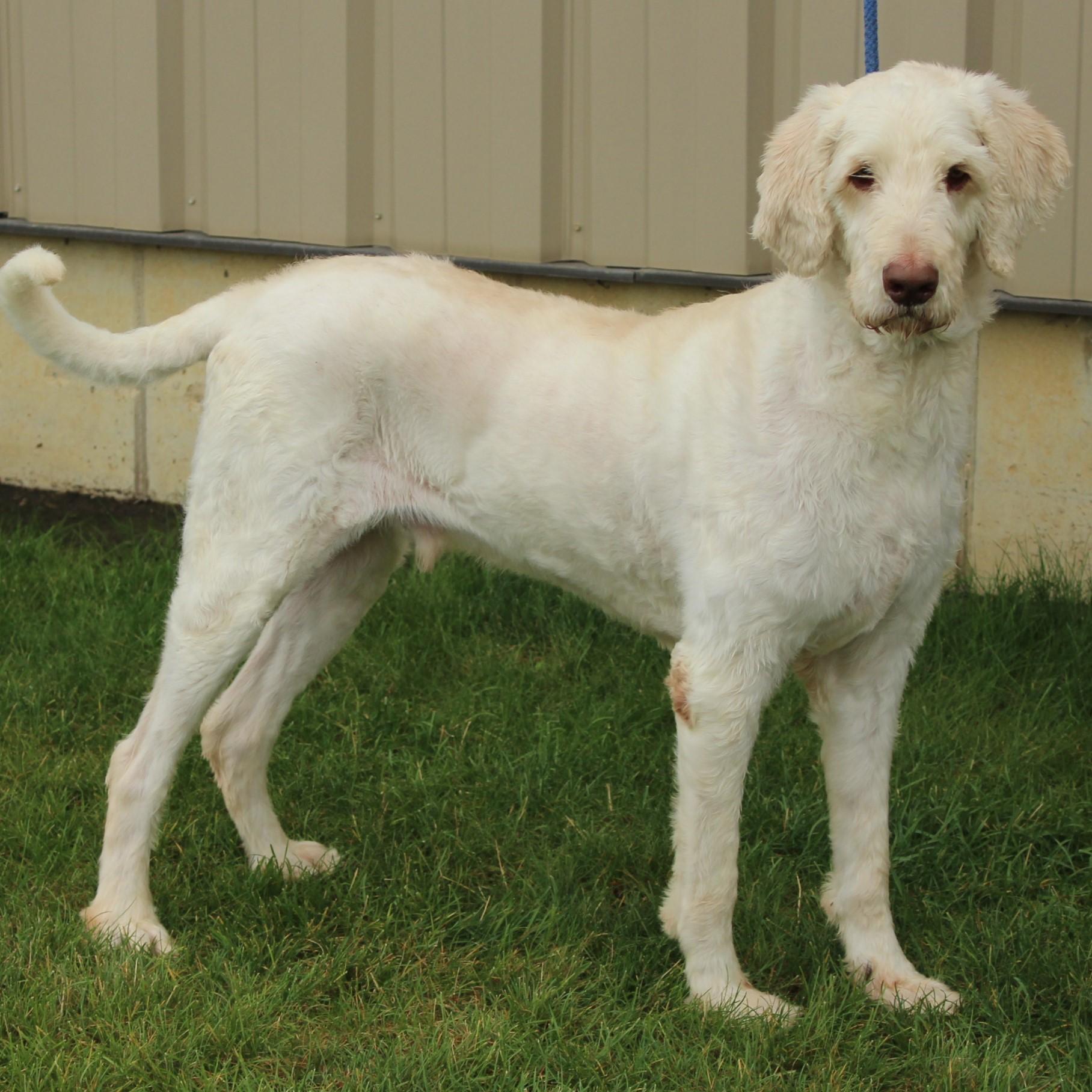 Booker, an adopted mixed breed in Eaton, OH image 5/6