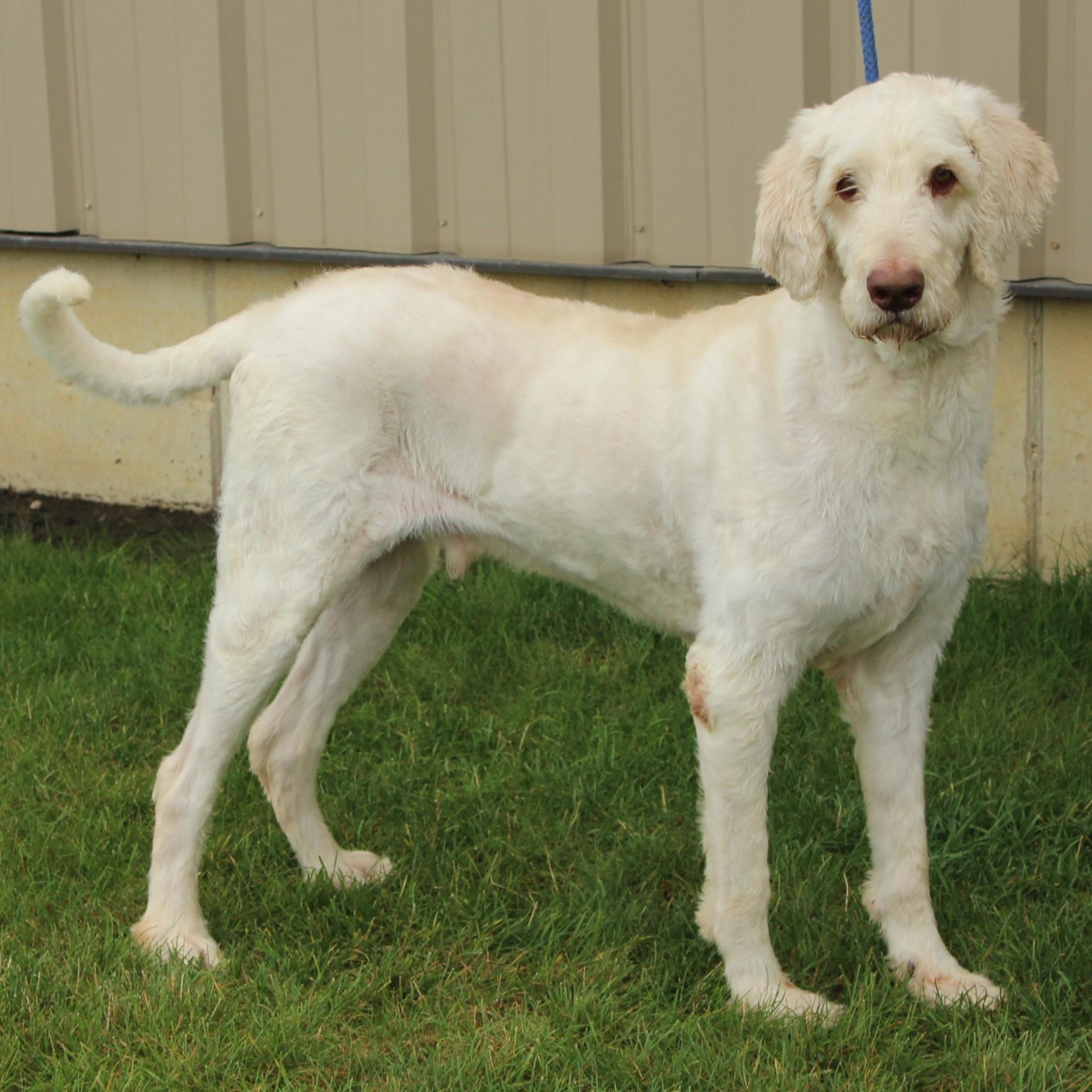 Booker, an adopted mixed breed in Eaton, OH image 2/6