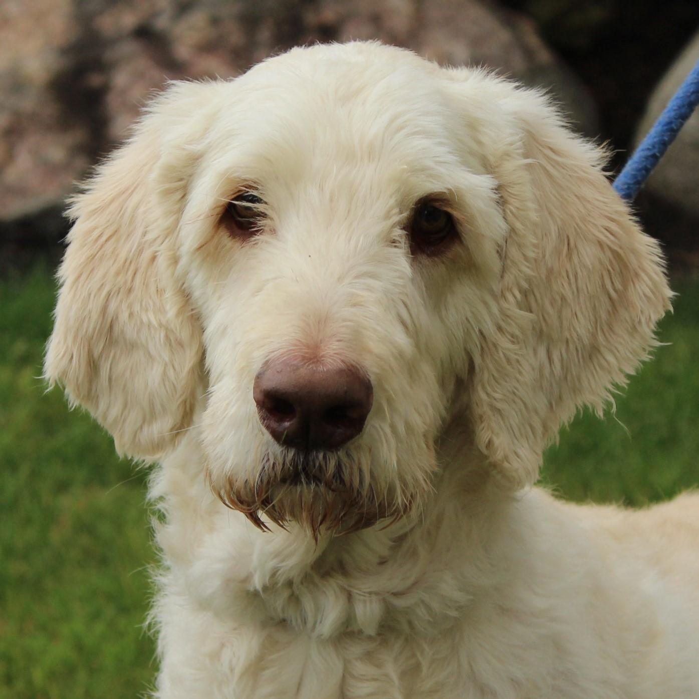 Booker, an adopted mixed breed in Eaton, OH image 1/6