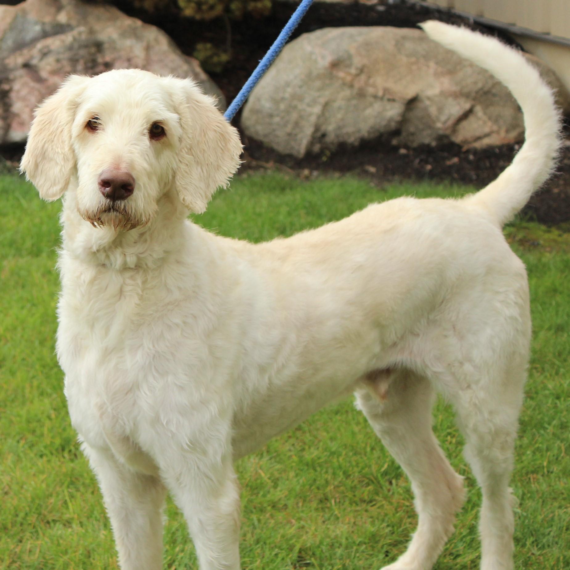 Booker, an adopted mixed breed in Eaton, OH image 6/6