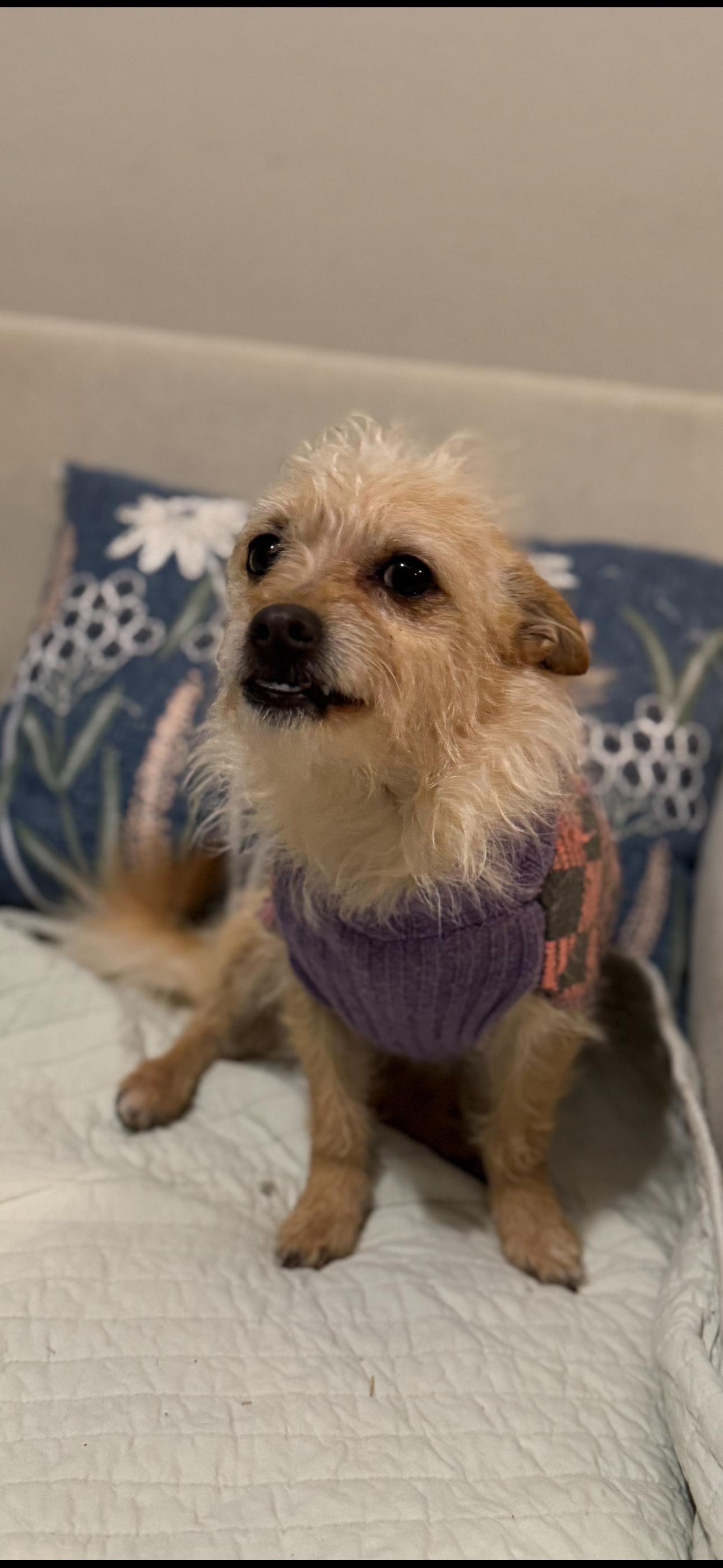 Enlarge Harley Quinn, a Adoptable Yorkshire Terrier in Plumerville, AR image 3/3