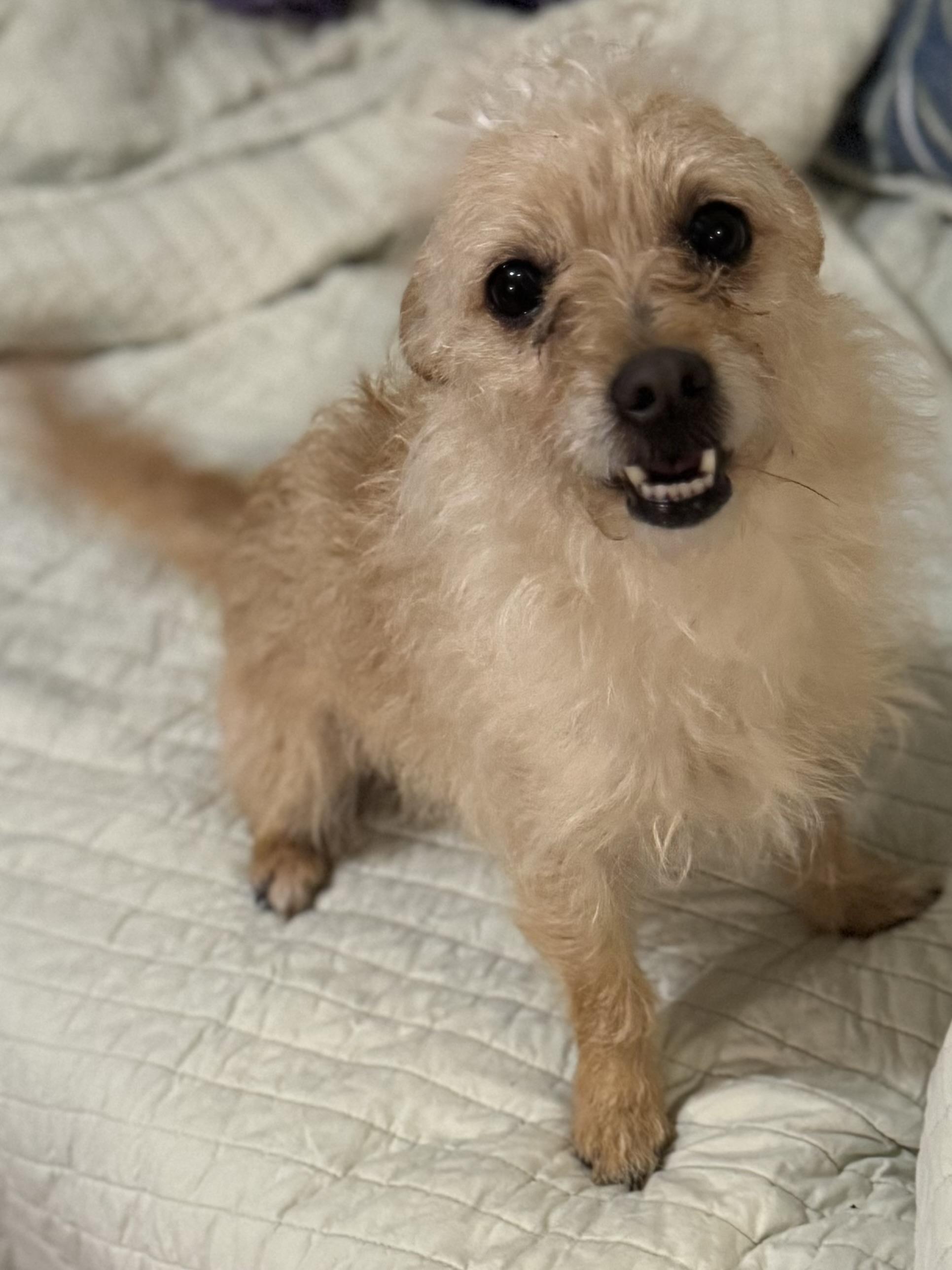 Enlarge Harley Quinn, a Adoptable Yorkshire Terrier in Plumerville, AR image 1/3