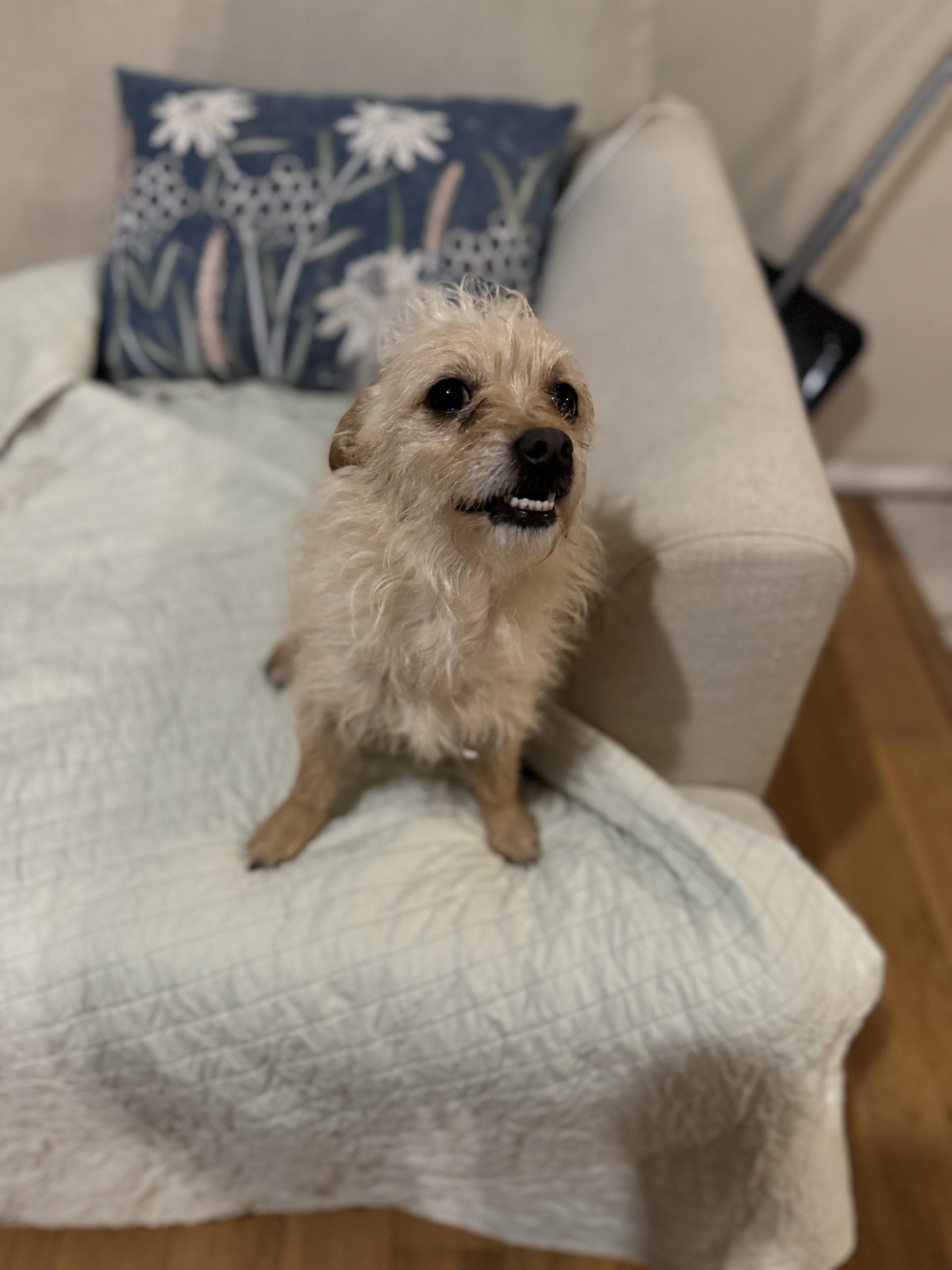 Enlarge Harley Quinn, a Adoptable Yorkshire Terrier in Plumerville, AR image 2/3