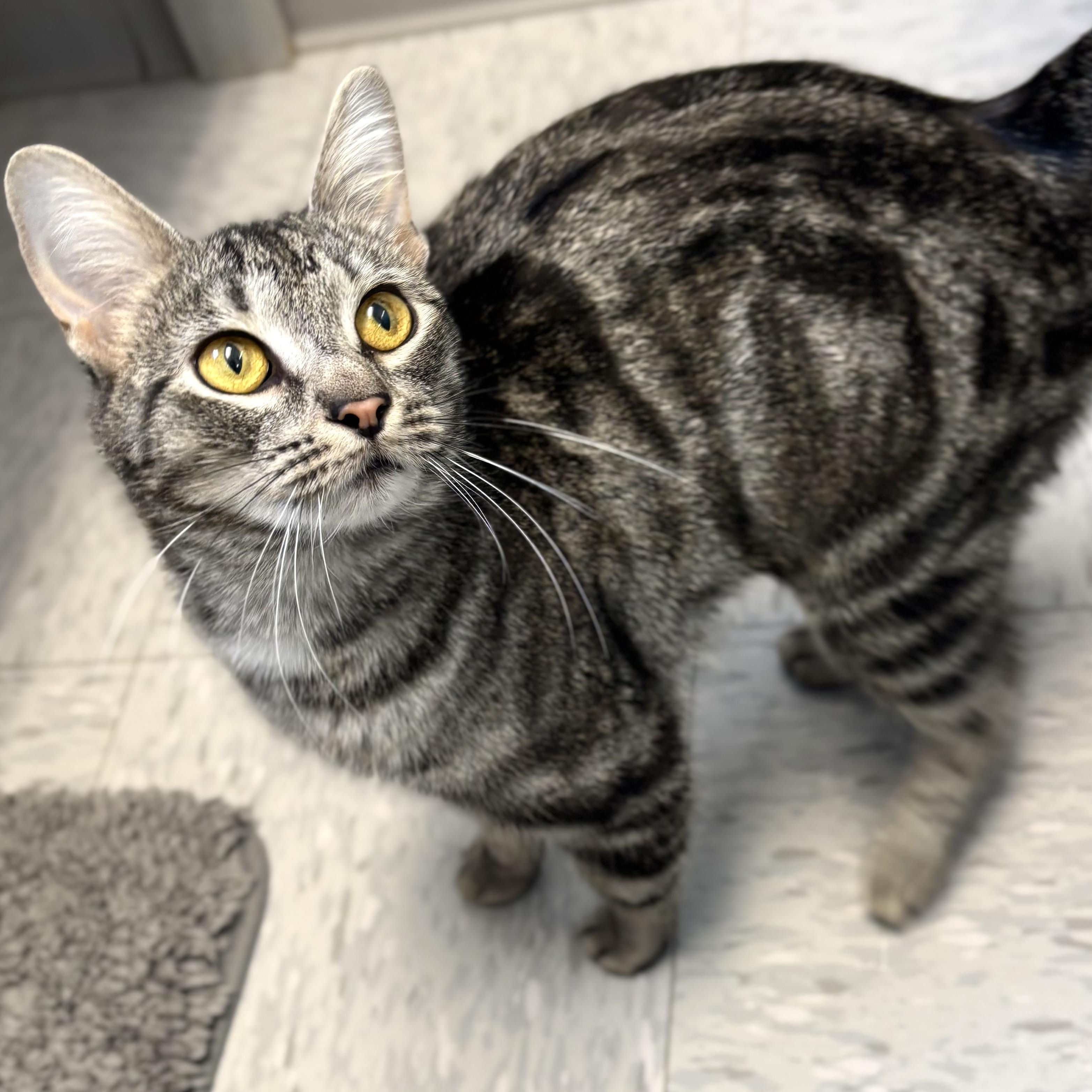 Baby, adoptable, Young Female Domestic Short Hair.