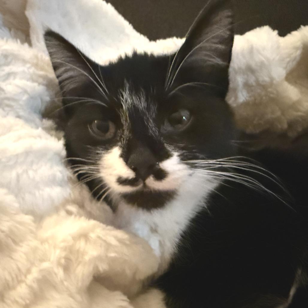 Cocoa, Adoptable, Kitten Female Domestic Short Hair.