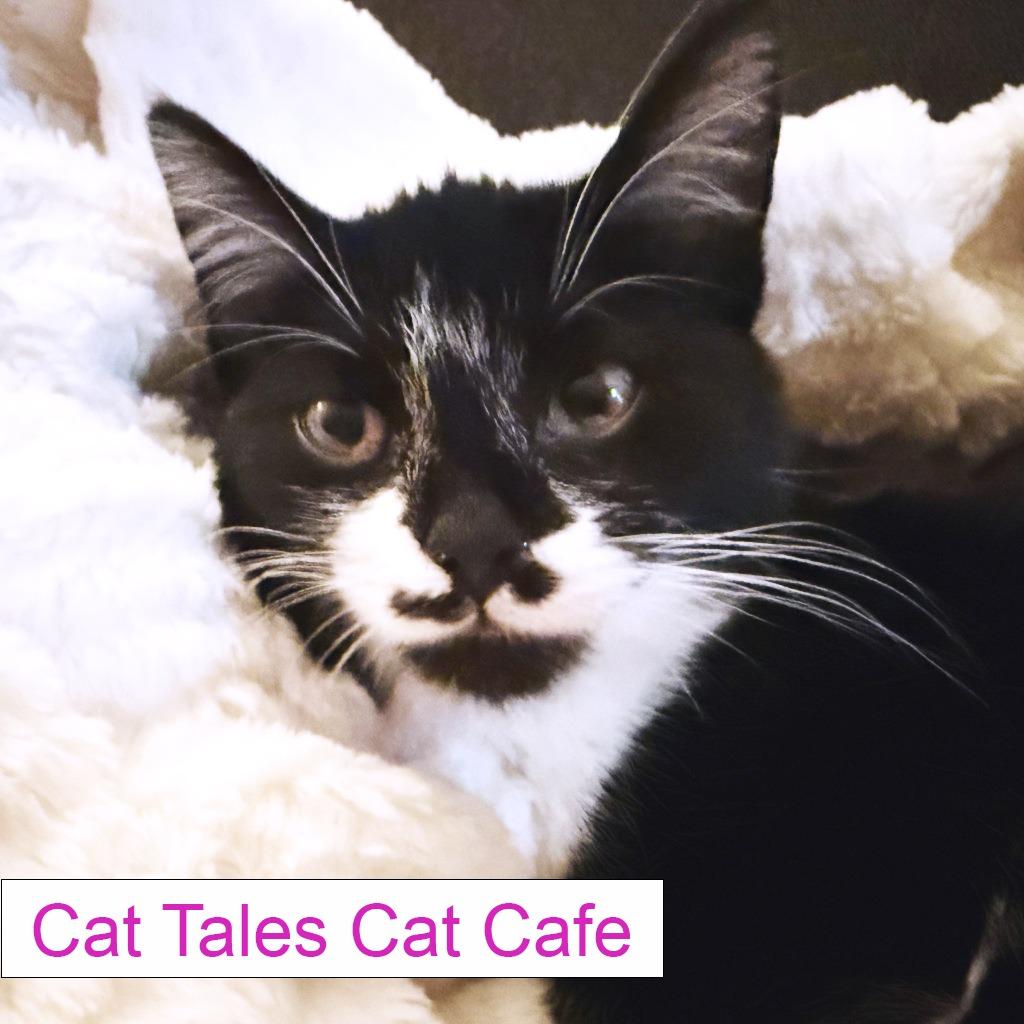 Cocoa, Adoptable, Kitten Female Domestic Short Hair.