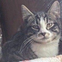 Enlarge Callo, a ADOPTABLE Domestic Short Hair in Elizabeth, IL image 1/1