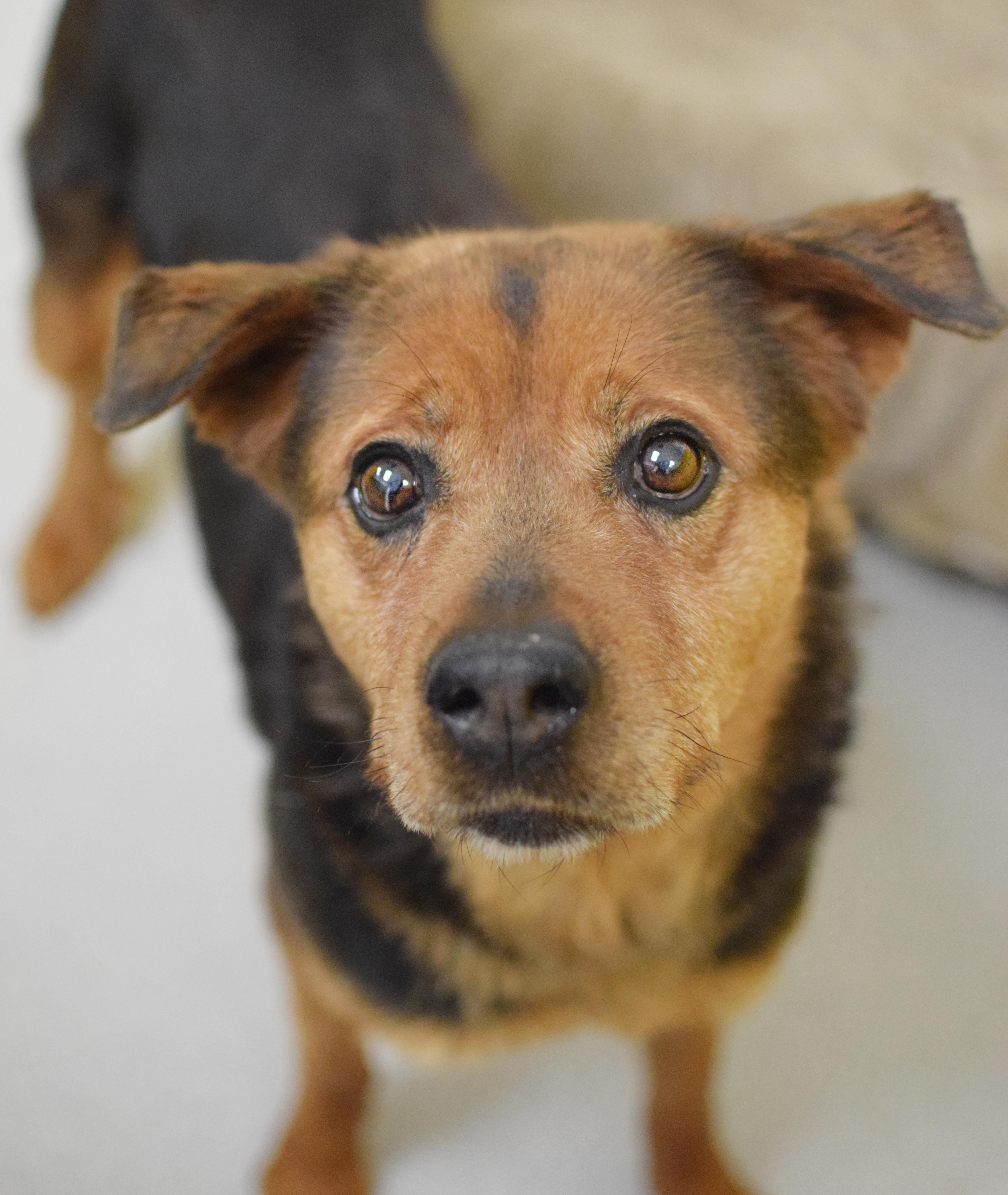Pogo, adopted, Adult Female Rottweiler & Shepherd.