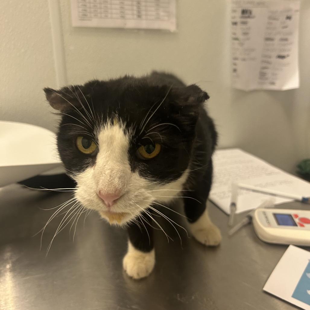 Cupcake, Adoptable, Senior Female Domestic Short Hair.