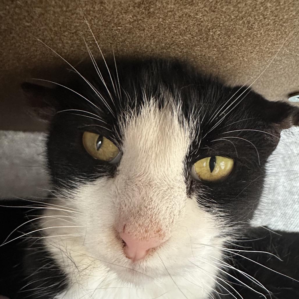 Enlarge Cupcake, a Adoptable Domestic Short Hair in Park City, UT image 3/5