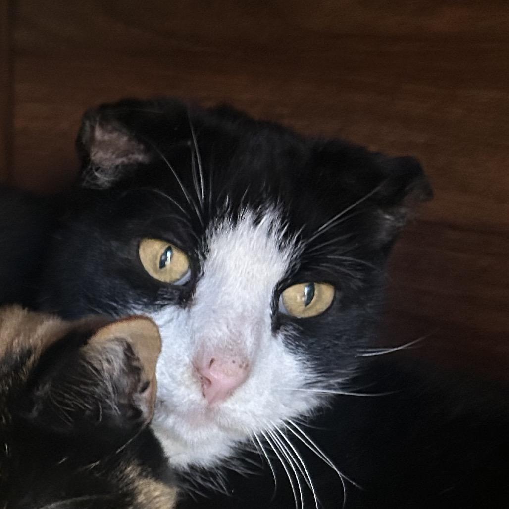 Enlarge Cupcake, a Adoptable Domestic Short Hair in Park City, UT image 5/5