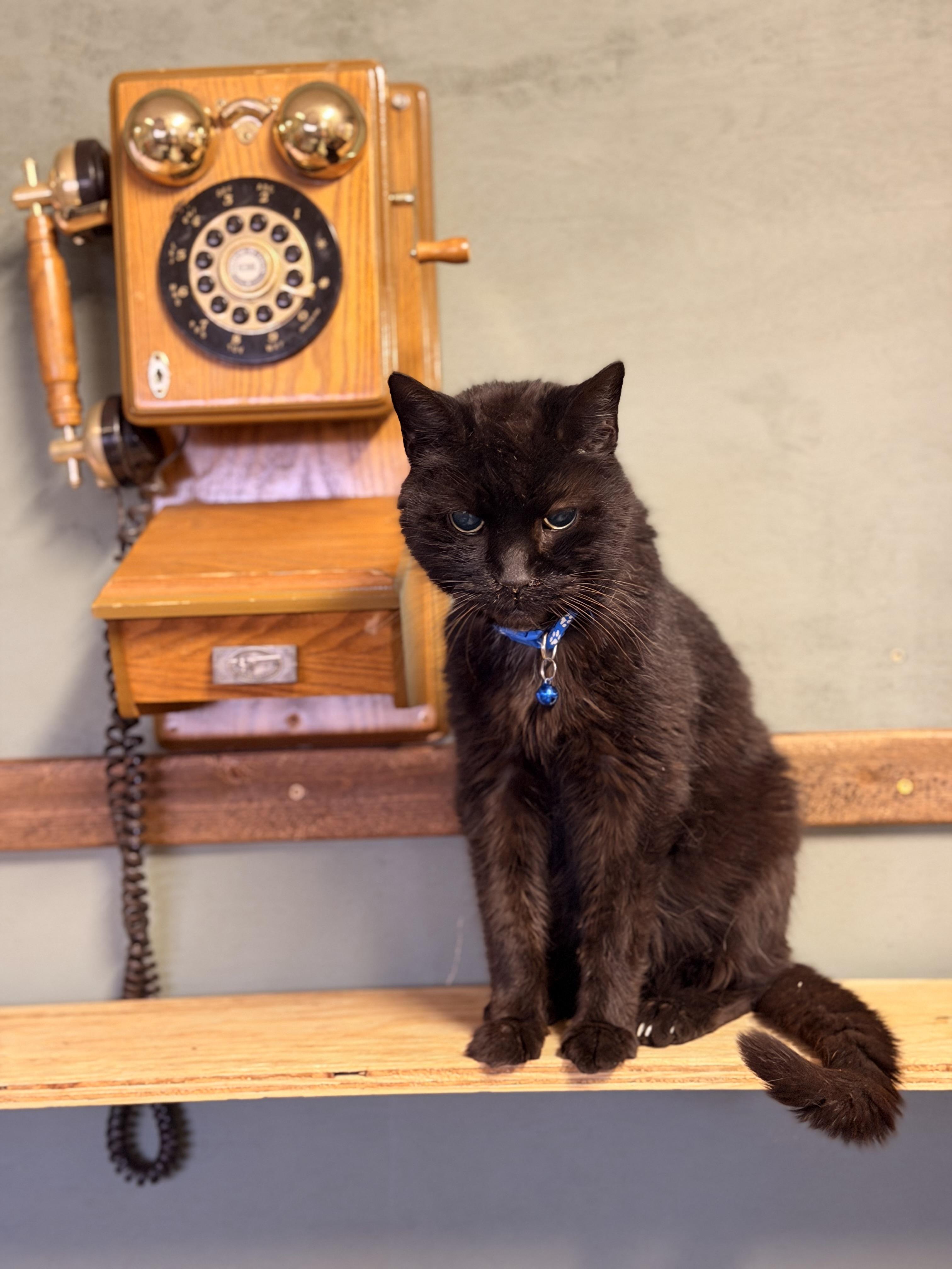 T.J., ADOPTABLE, Senior Male Domestic Short Hair.