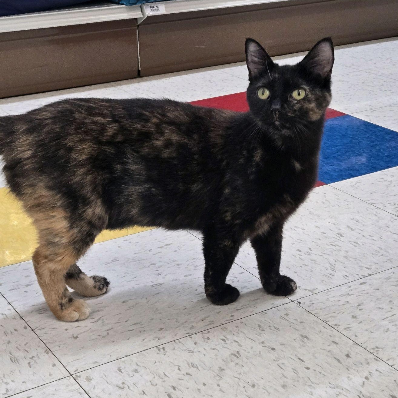 Ave Maria, ADOPTABLE, Adult Female Domestic Short Hair.
