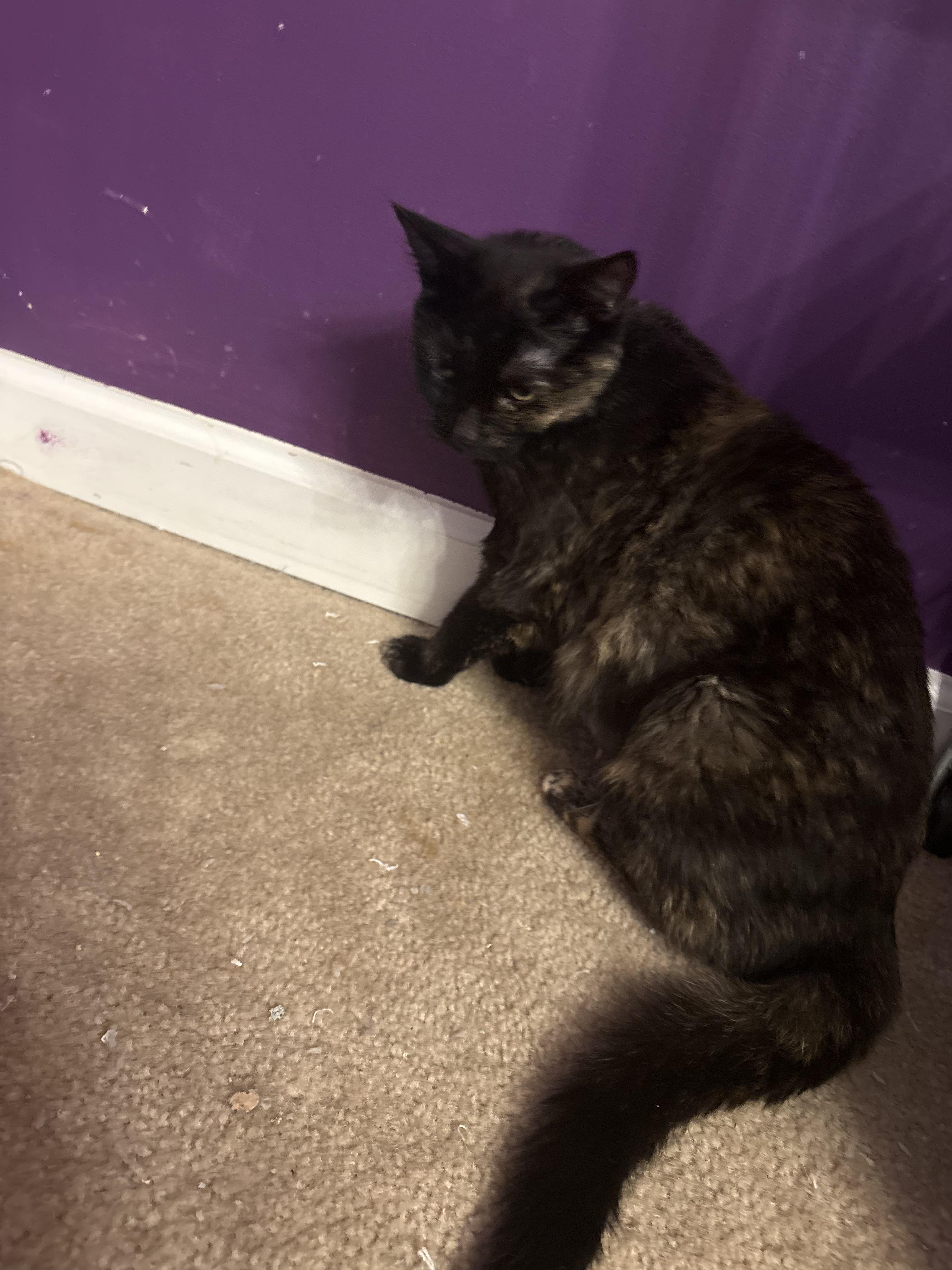 Enlarge Ave Maria, a ADOPTABLE Domestic Short Hair in Indianapolis, IN image 2/2