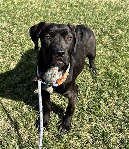 BON BON, Adoptable, Young Female Cane Corso & Mixed Breed.