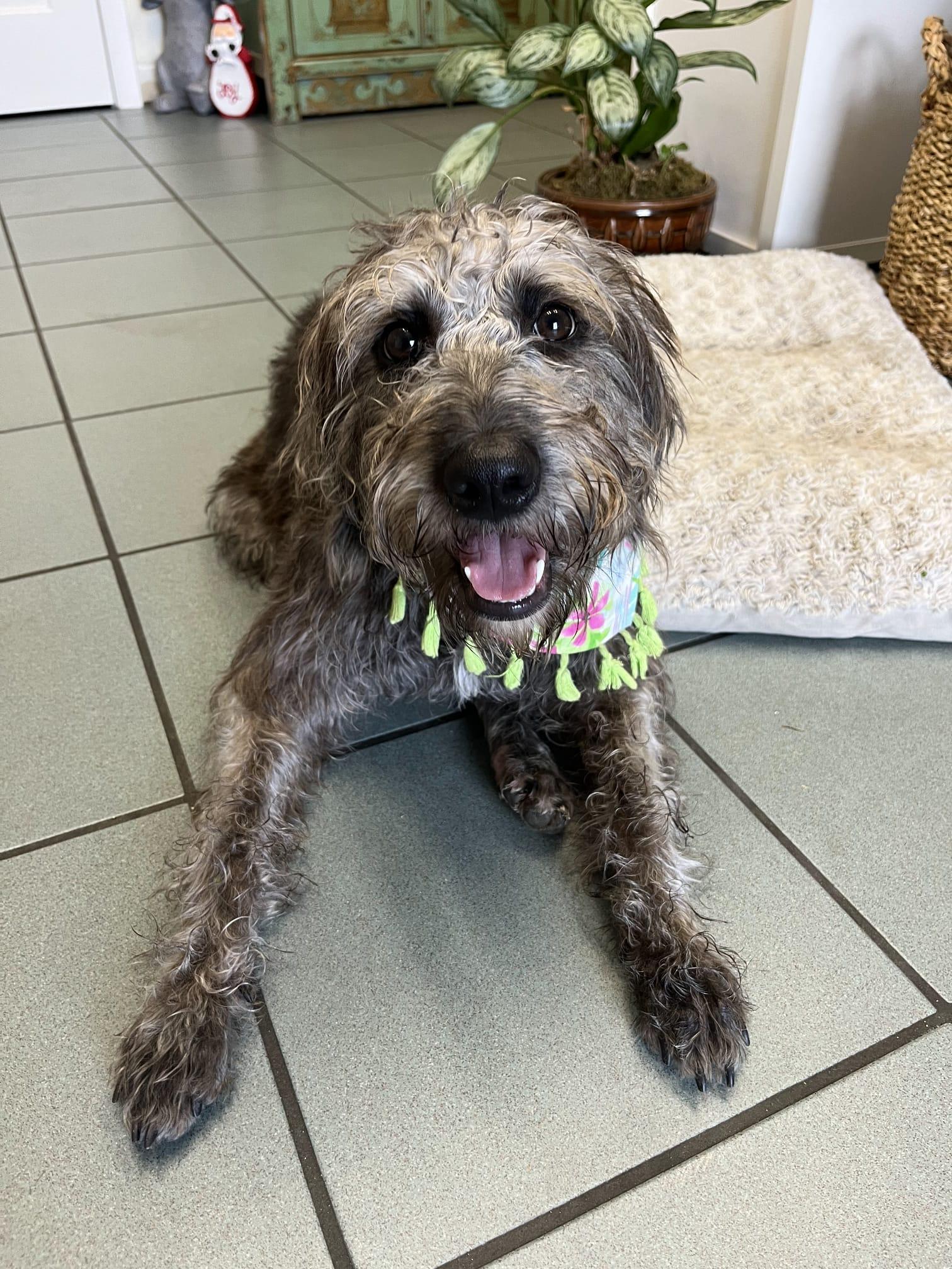 Enlarge Delilah, a ADOPTABLE mixed breed in Sunrise, FL image 1/3