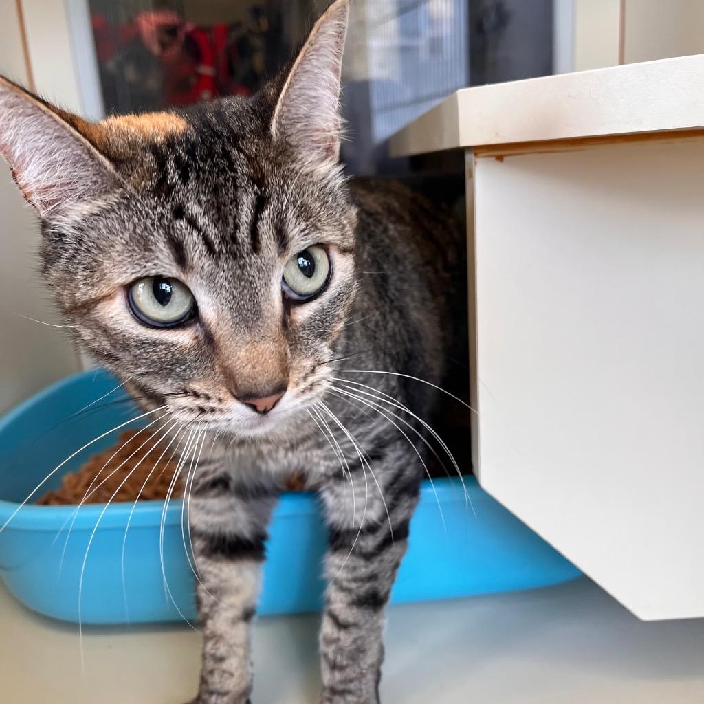 Megan, Adoptable, Adult Female Domestic Short Hair.