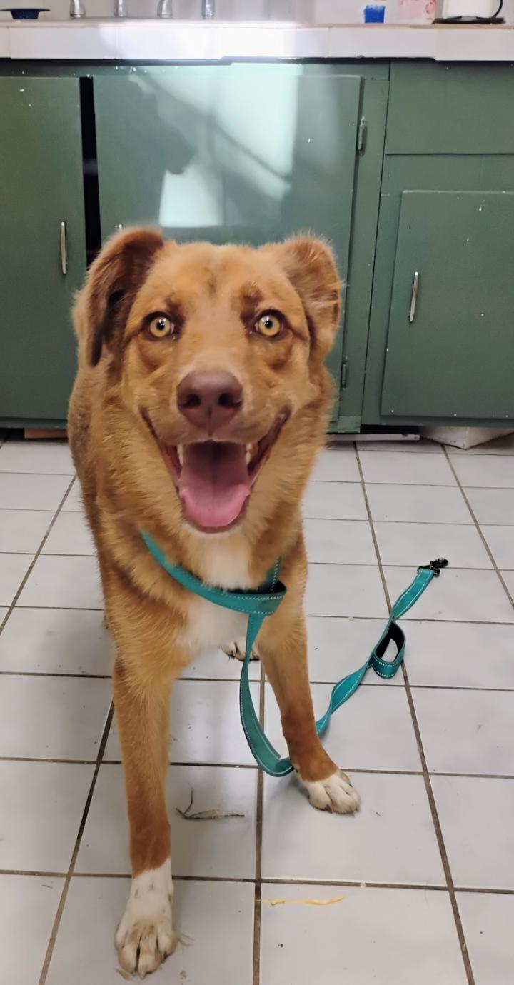 REBA, ADOPTABLE, Young Female Australian Shepherd & Labrador Retriever.