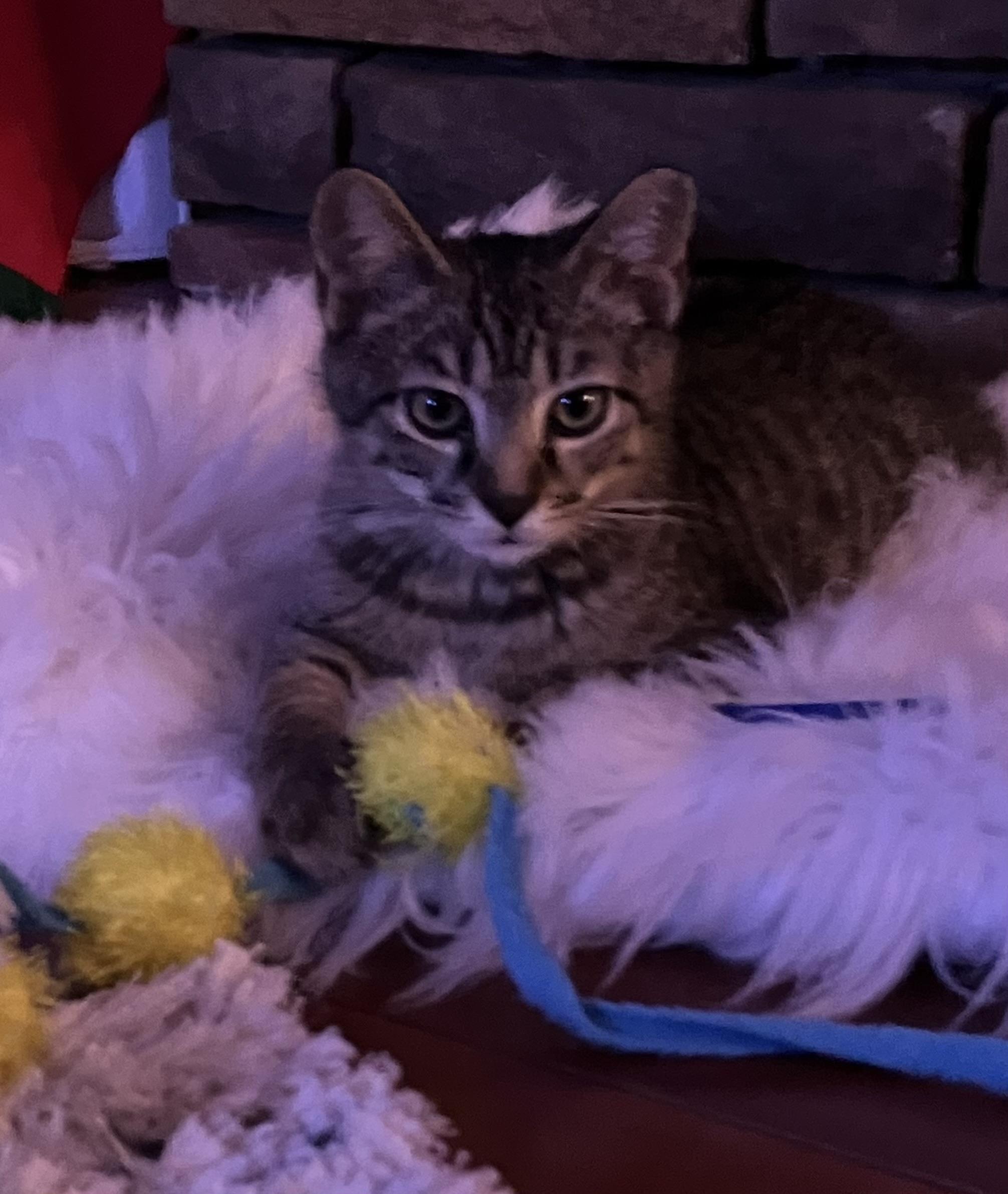 Enlarge Tiki & Tazzy, an adopted Tabby in Independence, OH image 3/6