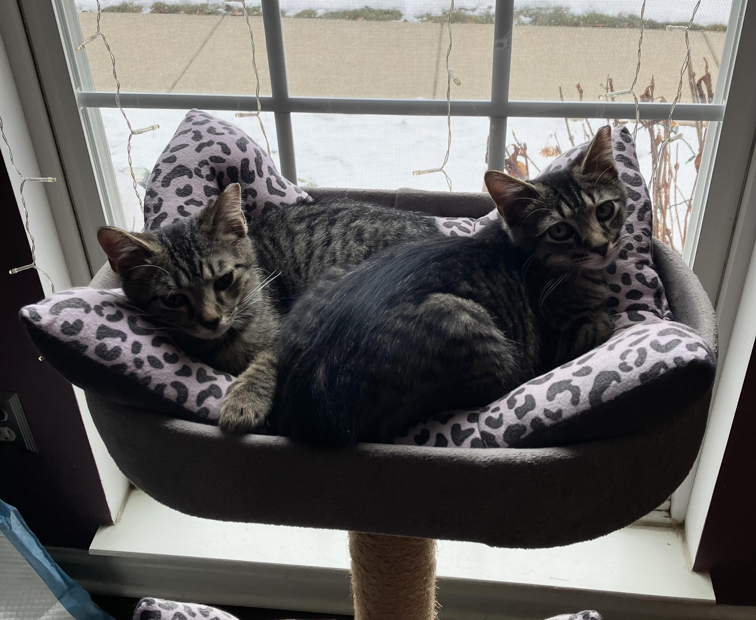 Enlarge Tiki & Tazzy, an adopted Tabby in Independence, OH image 2/6