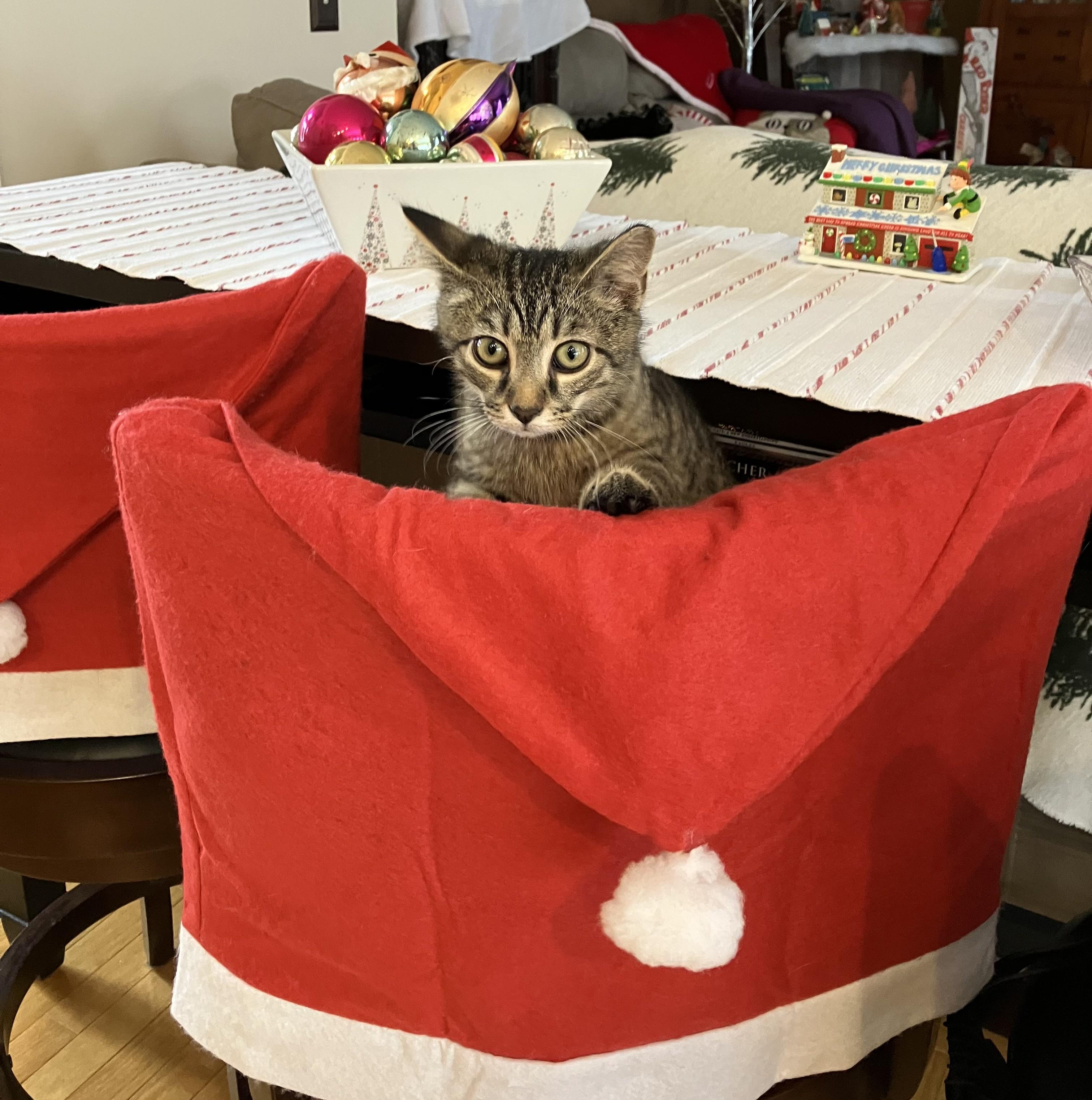 Tiki & Tazzy, adopted, Young Male Tabby.