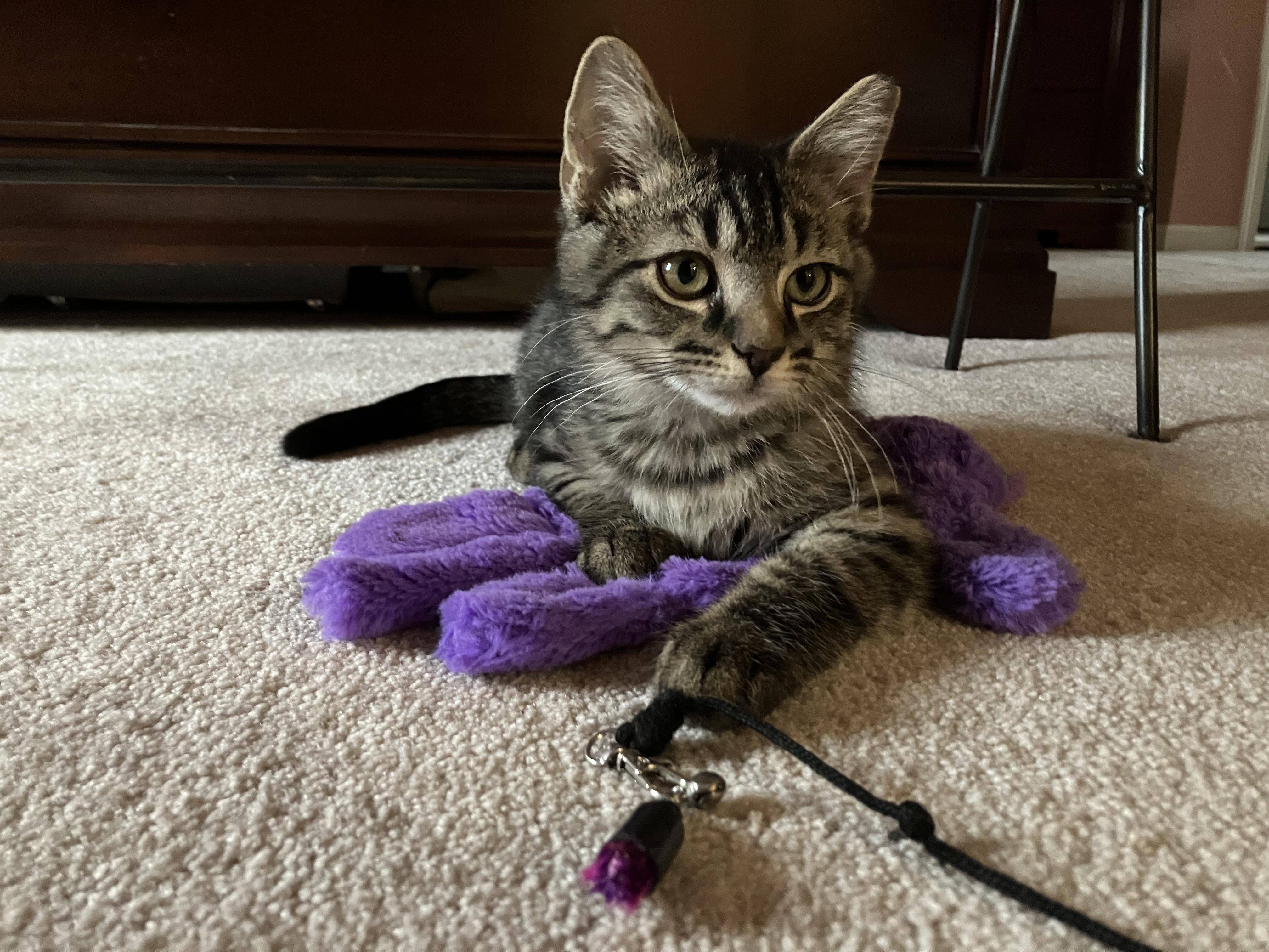 Enlarge Tiki & Tazzy, an adopted Tabby in Independence, OH image 5/6