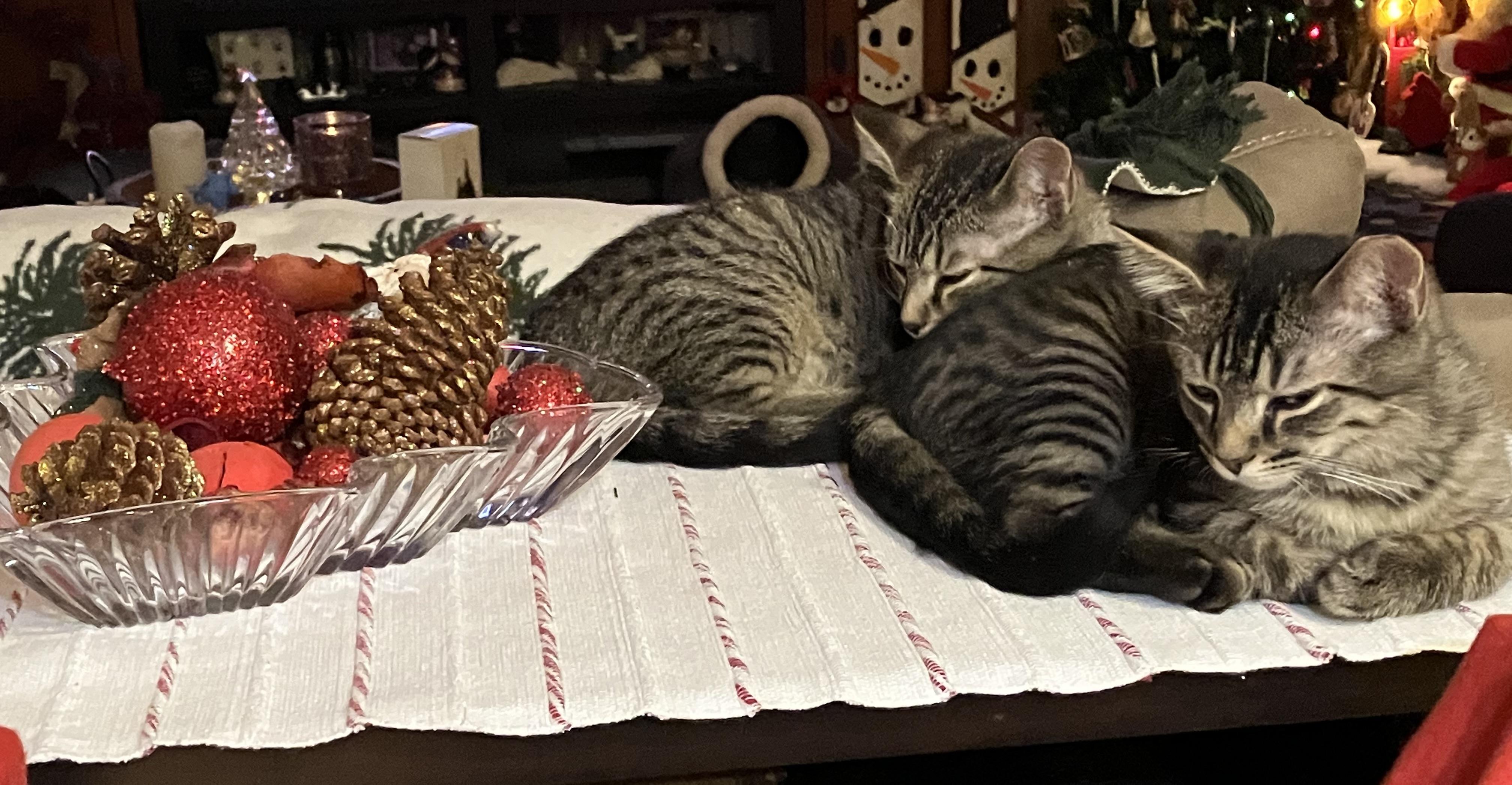 Enlarge Tiki & Tazzy, an adopted Tabby in Independence, OH image 4/6