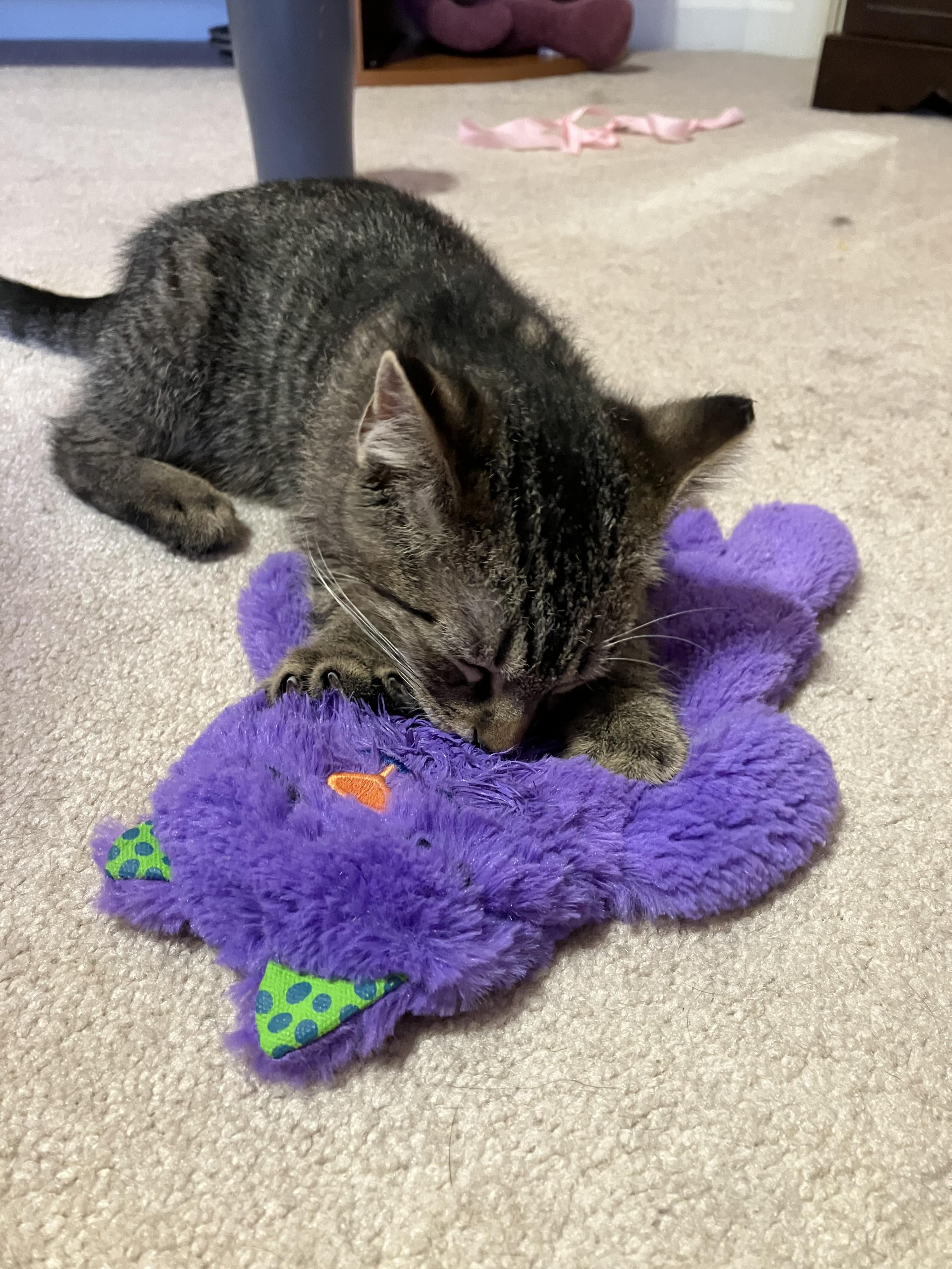 Enlarge Tiki & Tazzy, an adopted Tabby in Independence, OH image 6/6