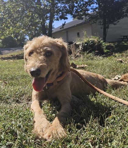Evita, Adoptable, Adult Female Poodle & Mixed Breed.