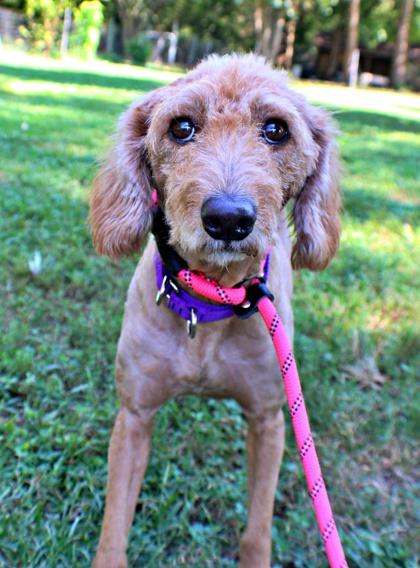Enlarge Evita, a Adoptable mixed breed in Morton Grove, IL image 2/3