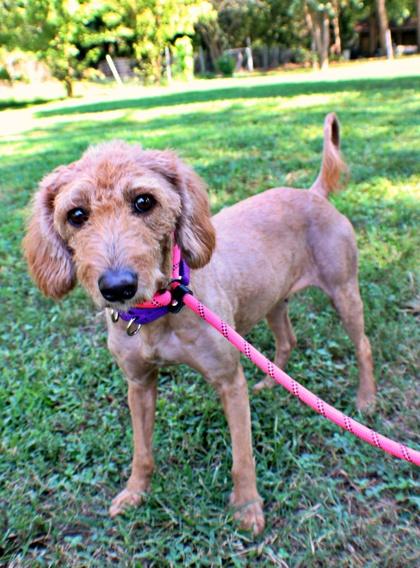 Enlarge Evita, a Adoptable mixed breed in Morton Grove, IL image 3/3
