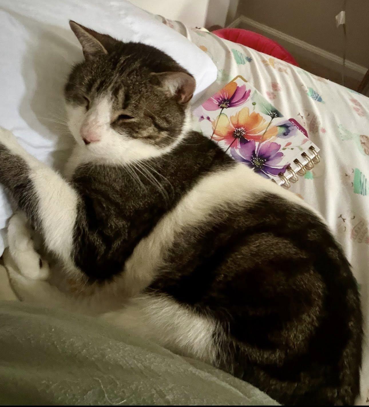 Enlarge Blaze, a ADOPTABLE Domestic Short Hair in Plainville, CT image 6/6