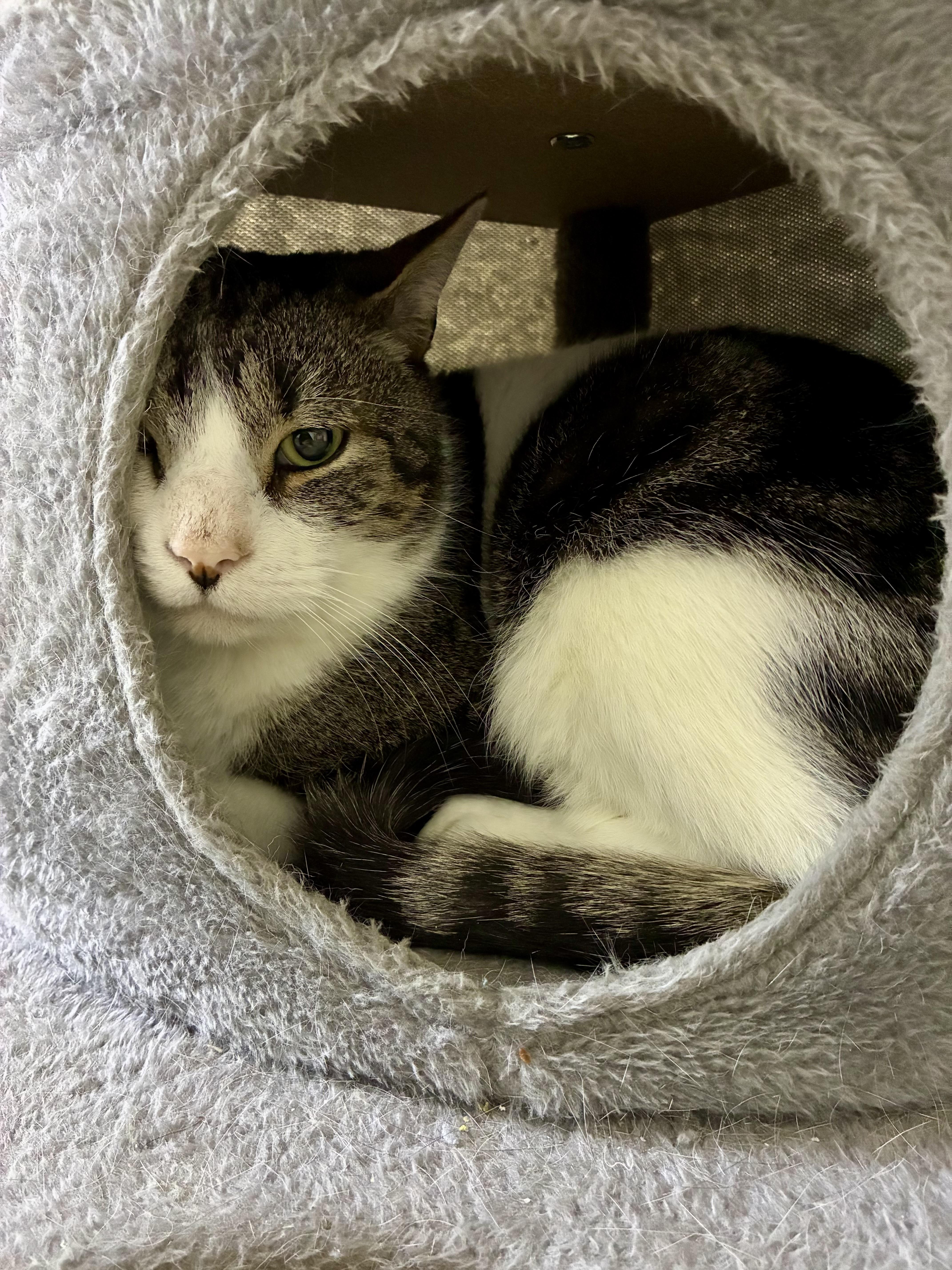 Enlarge Blaze, a ADOPTABLE Domestic Short Hair in Plainville, CT image 5/6