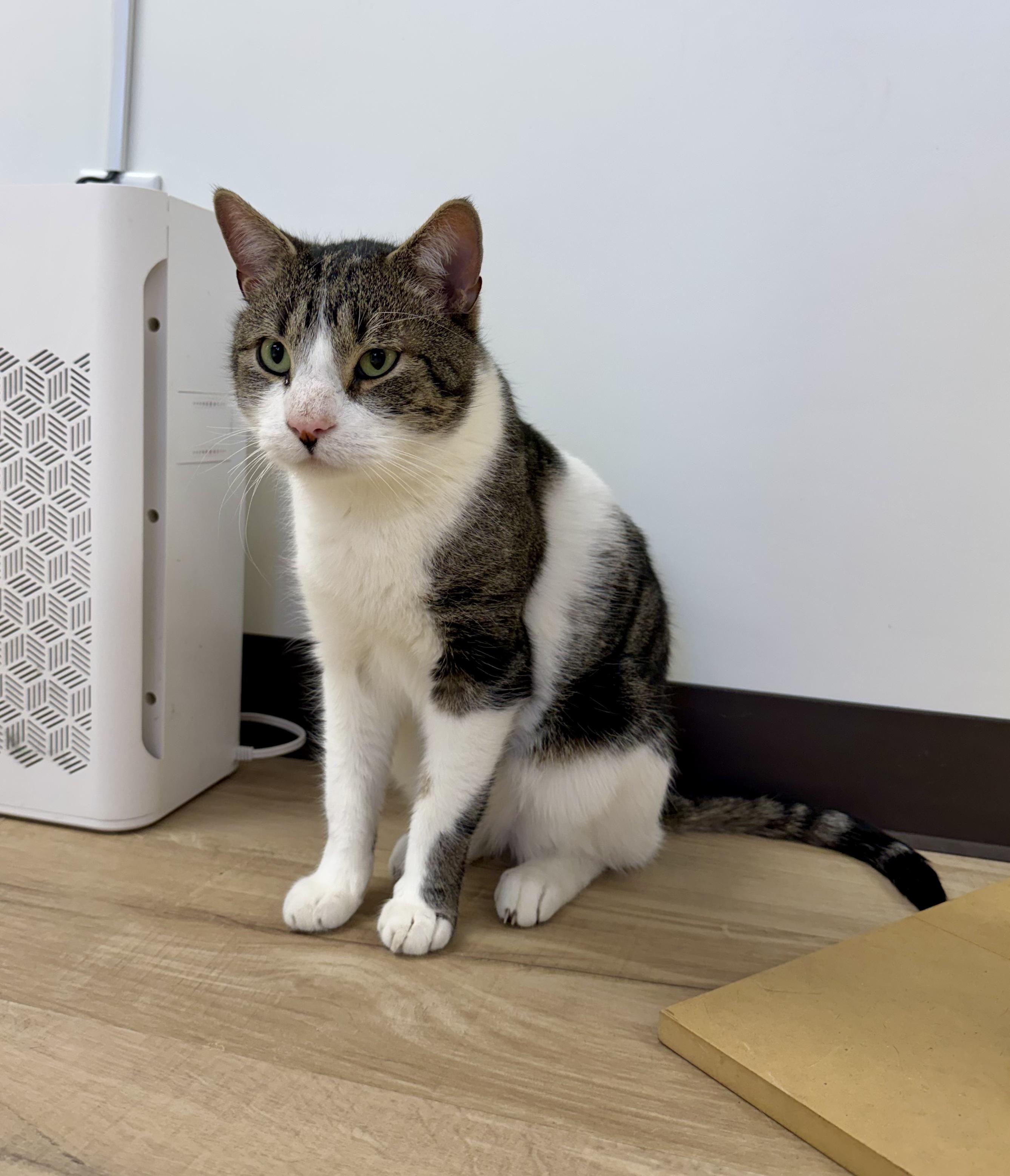 Enlarge Blaze, a ADOPTABLE Domestic Short Hair in Plainville, CT image 4/6