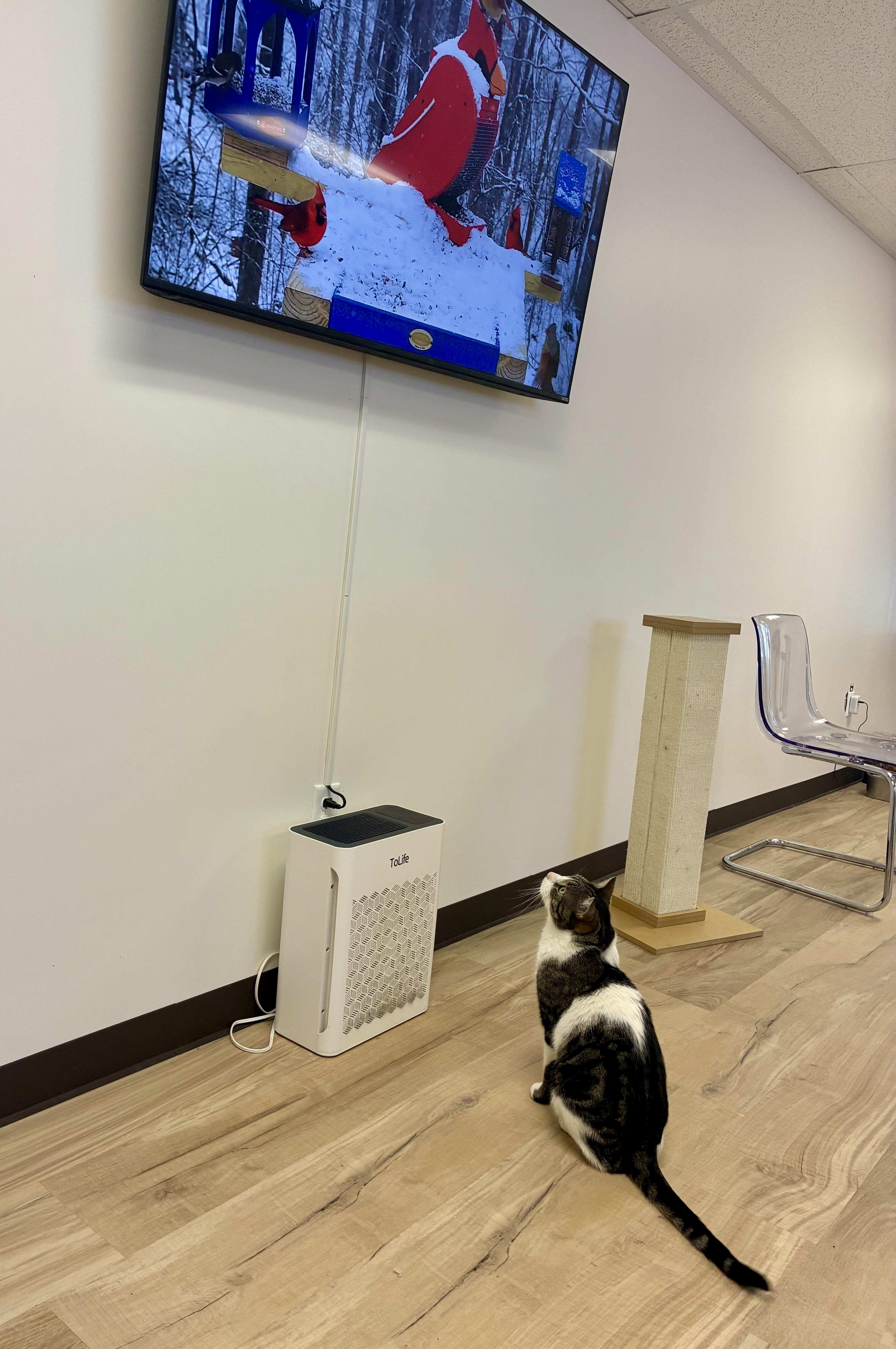 Enlarge Blaze, a ADOPTABLE Domestic Short Hair in Plainville, CT image 3/6