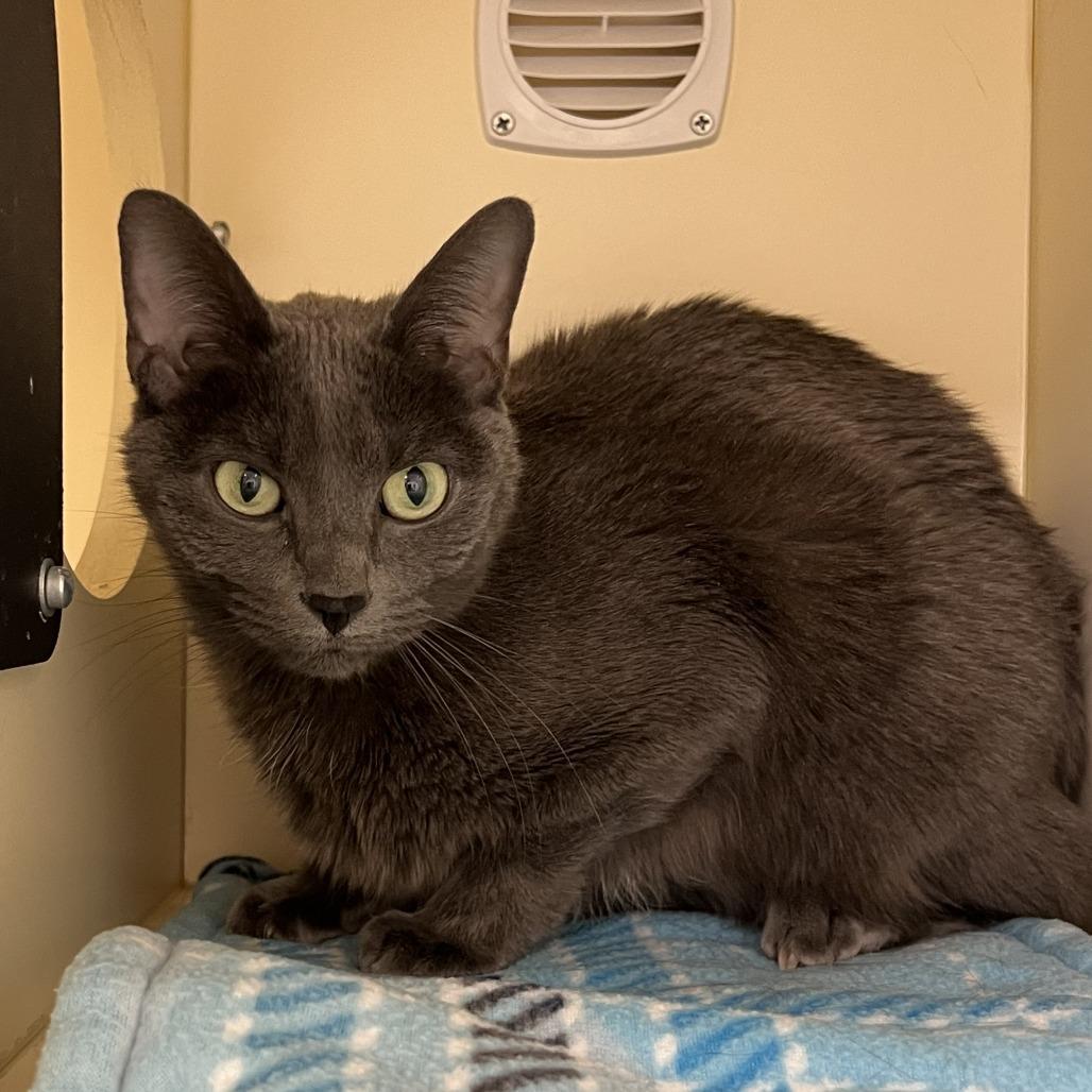 Enlarge Gracie, a Adoptable Domestic Short Hair in Naperville, IL image 1/2