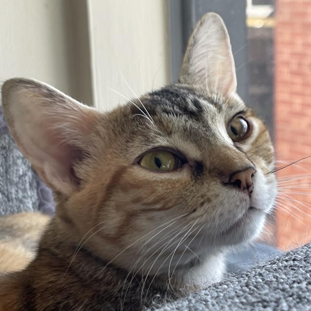 Starfire, Adoptable, Young Female Domestic Short Hair.